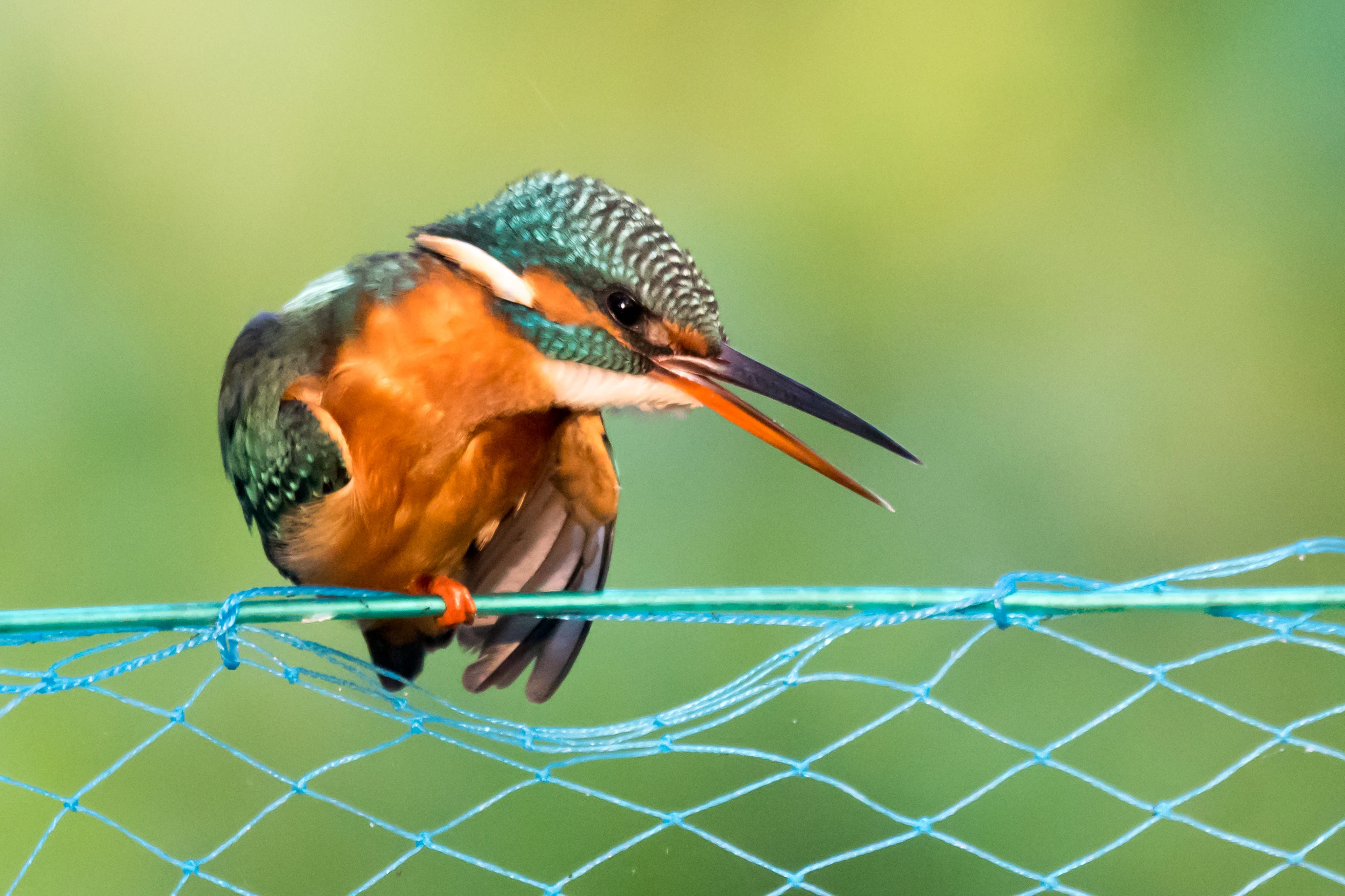 female Common Kingfisher, Nelpura Homestay, Kerala, India — photo by Jim Bennett