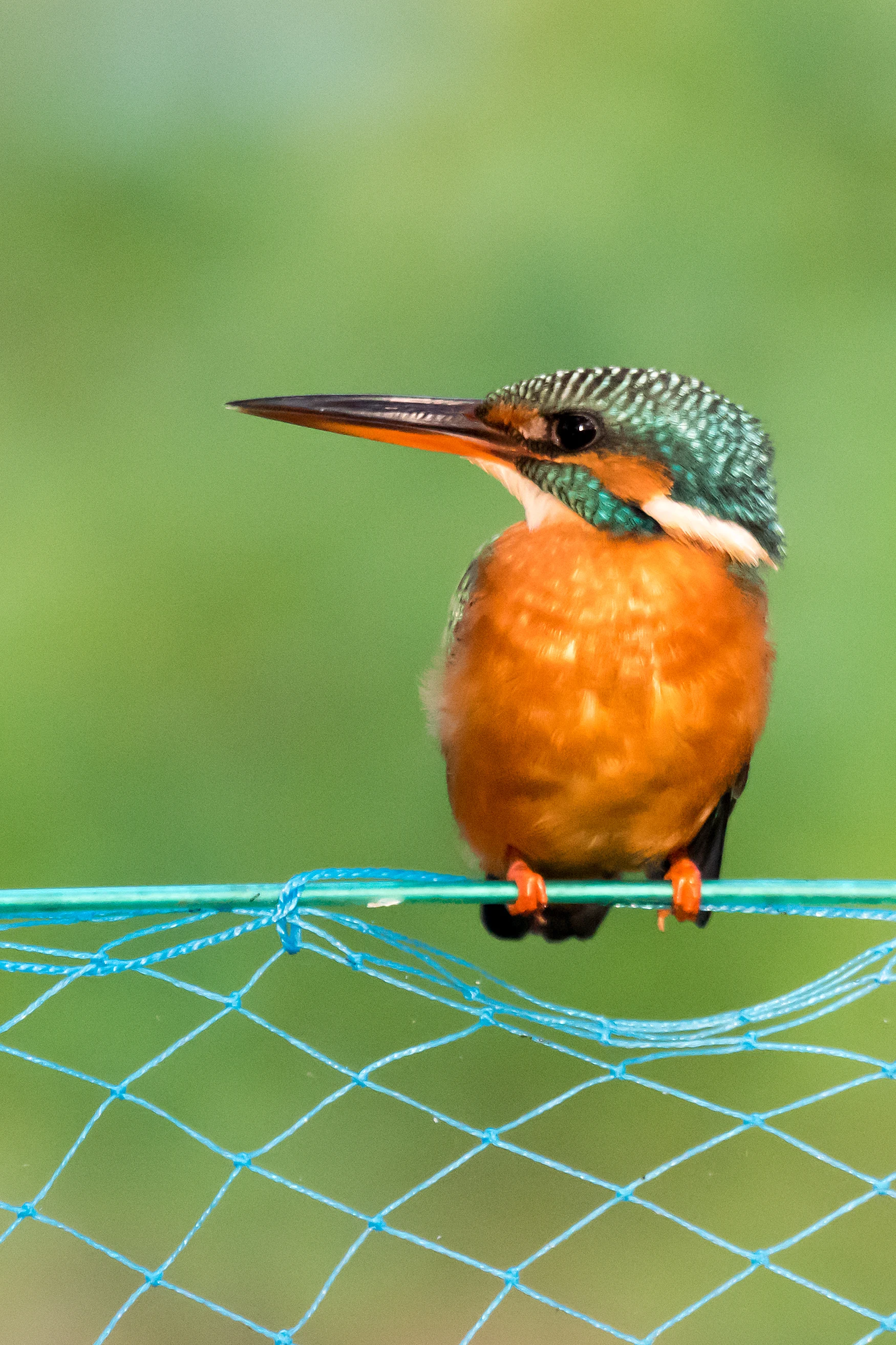 female Common Kingfisher, Nelpura Homestay, Kerala, India — photo by Jim Bennett