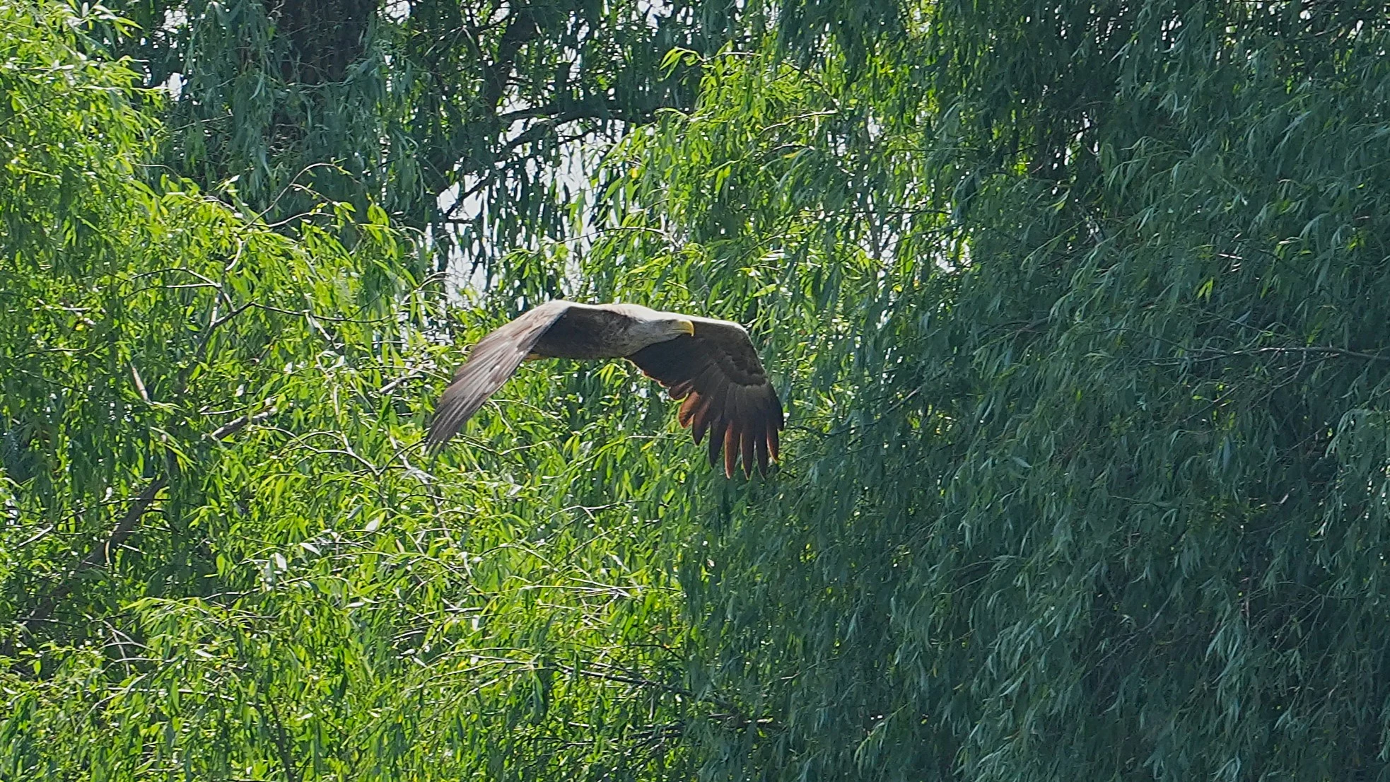 White-tailed Eagle, Danube Delta, Romania — photo by Jim Bennett