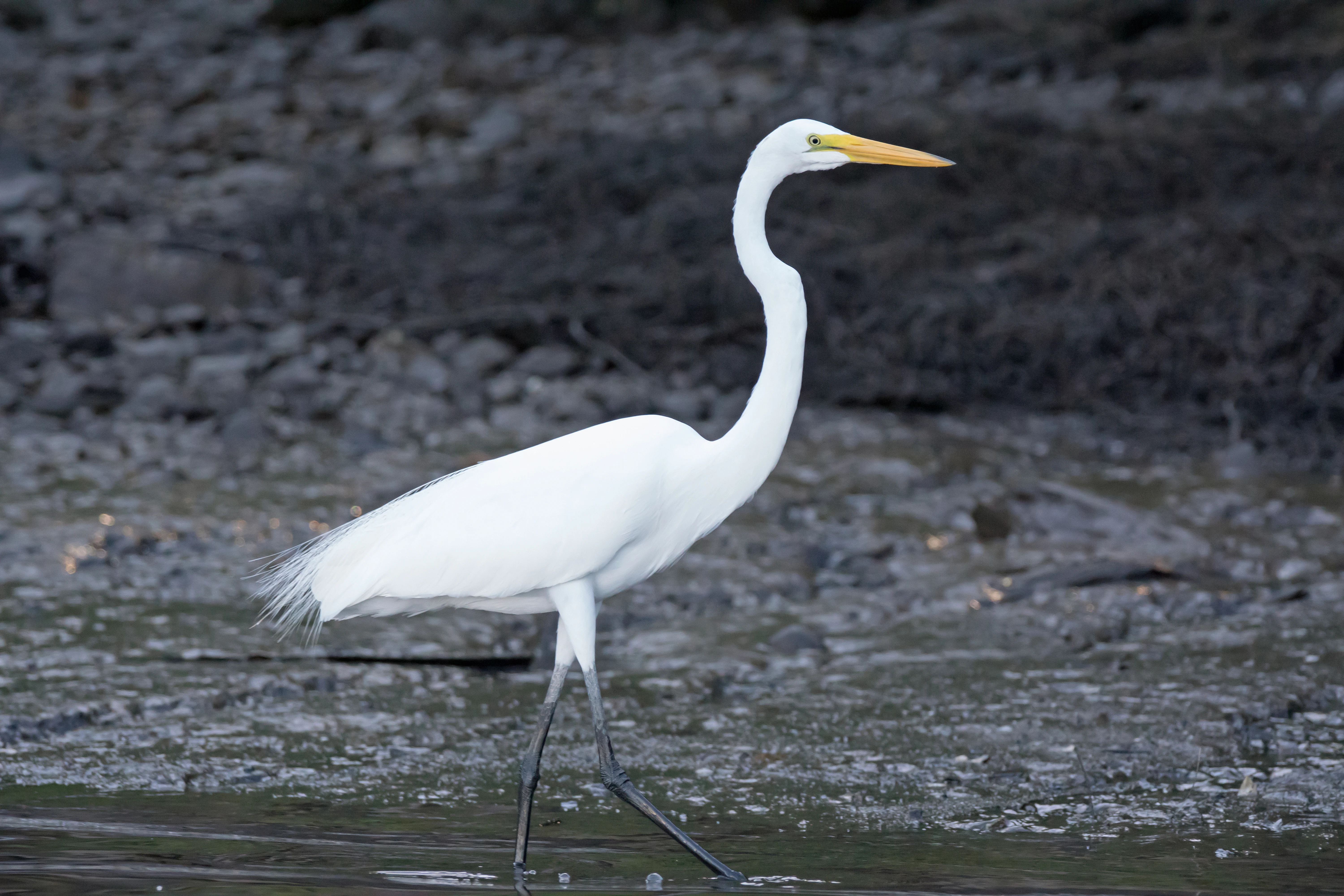 Great Egret, San Blas Mangroves, Nayarit, Mexico — photo by Jim Bennett