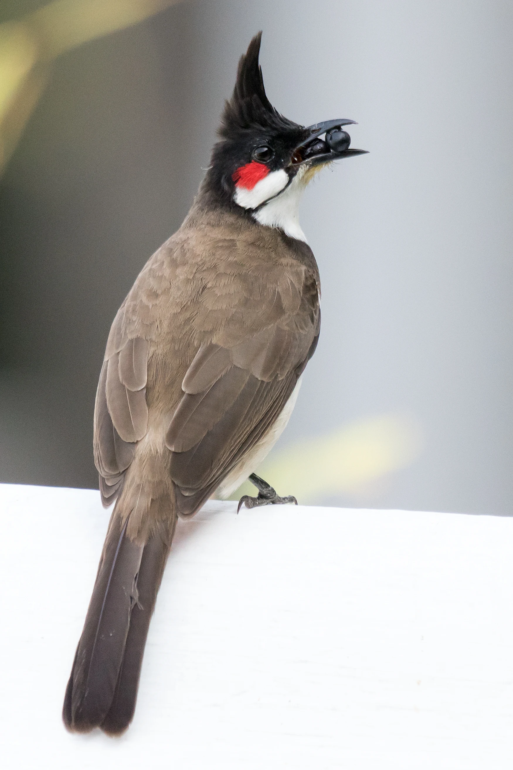 Red-whiskered Bulbul, Paradise Coffee Plantation, Kerala, India — photo by Jim Bennett