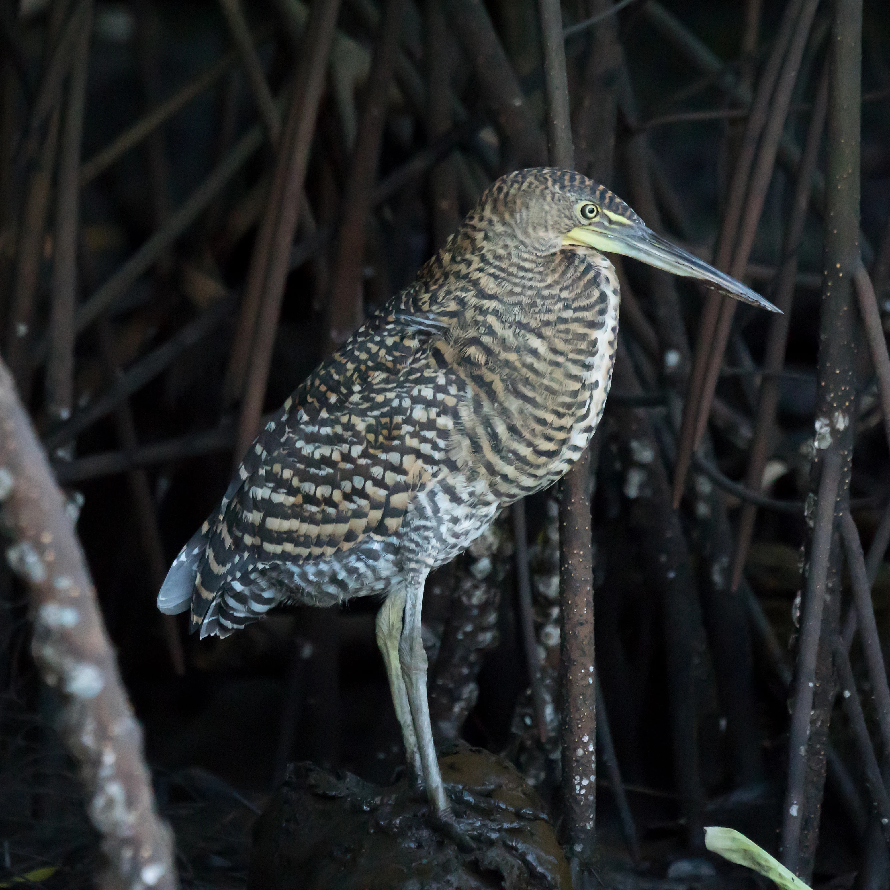 Bare-throated Tiger Heron, San Blas Mangroves, Nayarit, Mexico — photo by Jim Bennett