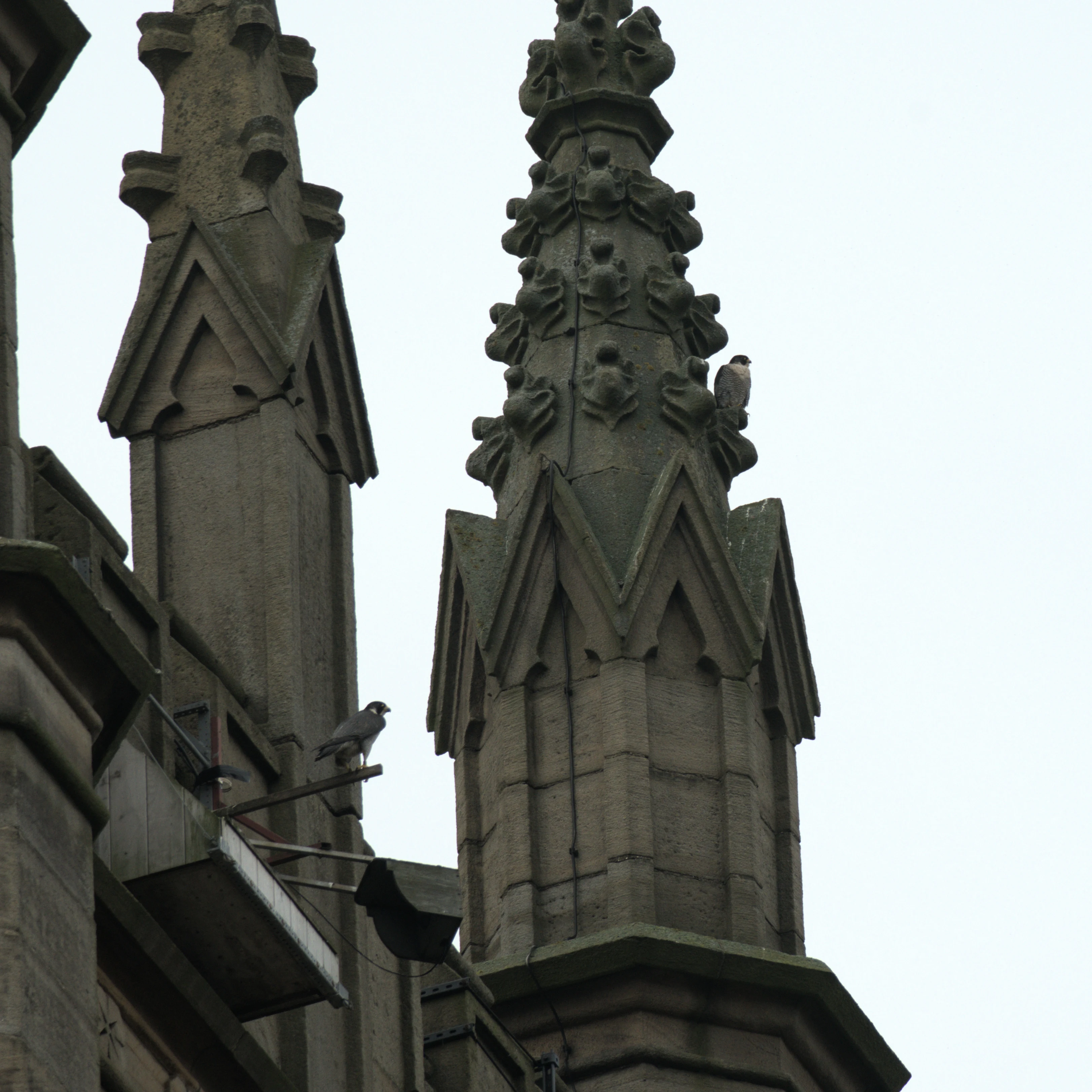 Peregrine Falcon, St George's Church, Yorkshire, UK — photo by Jim Bennett