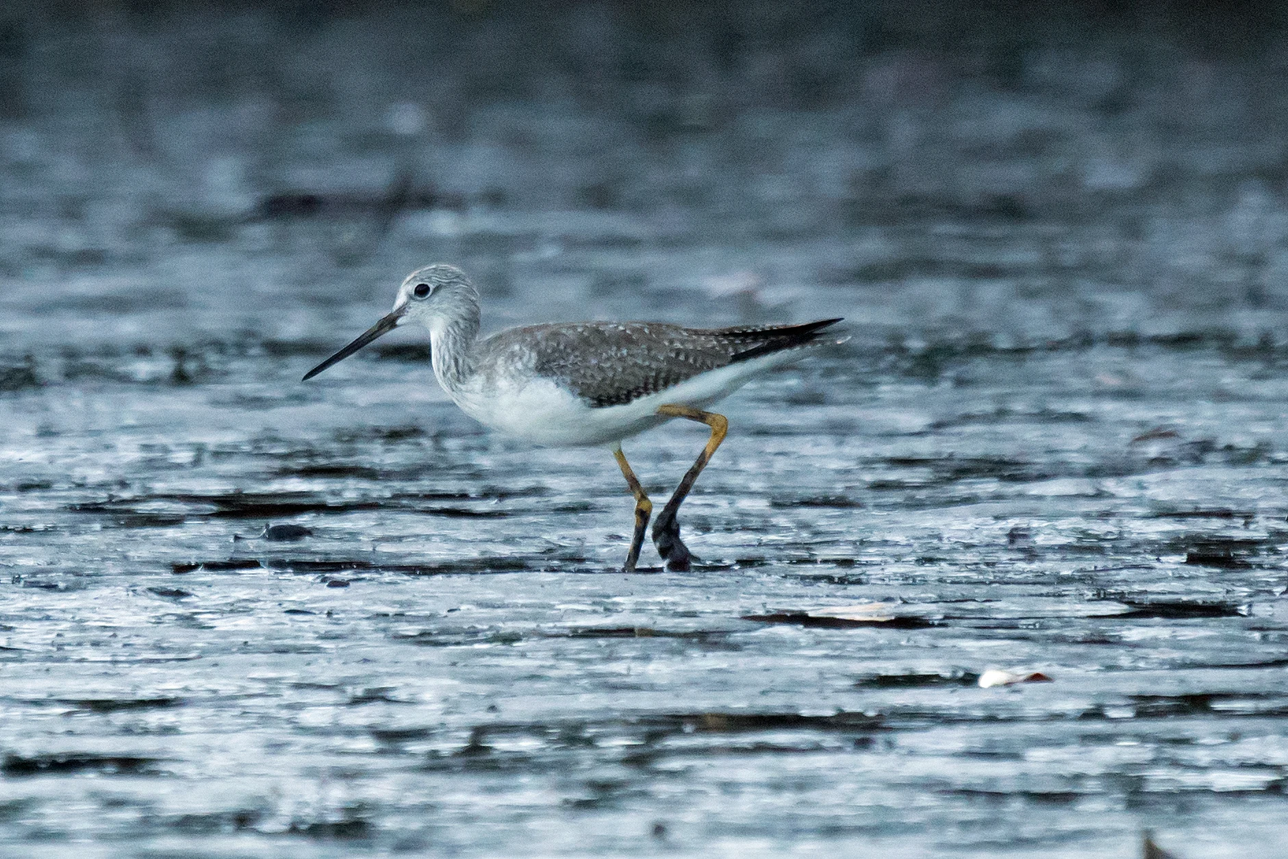 Greater Yellowlegs, San Blas Mangroves, Nayarit, Mexico — photo by Jim Bennett
