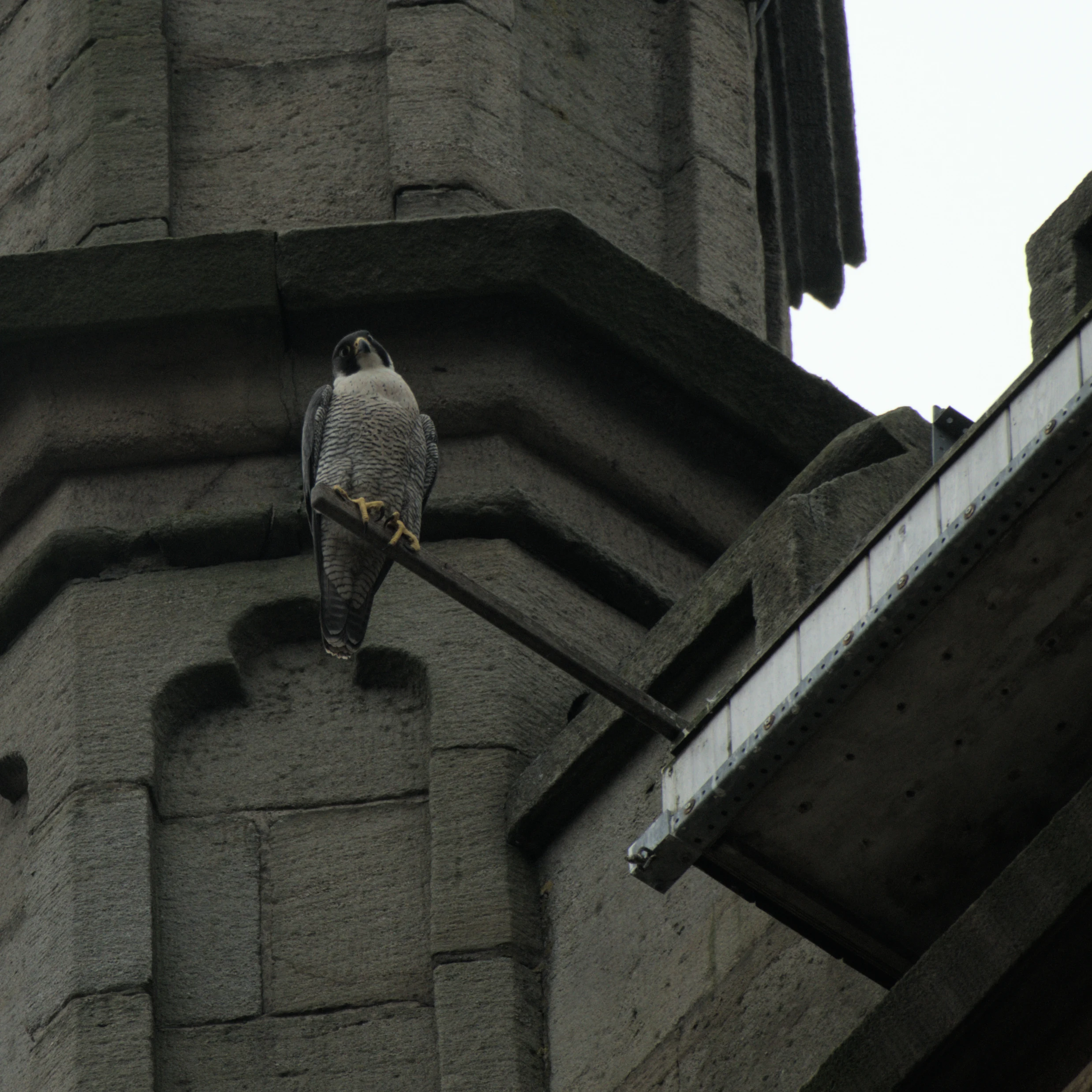 Peregrine Falcon, St George's Church, Yorkshire, UK — photo by Jim Bennett