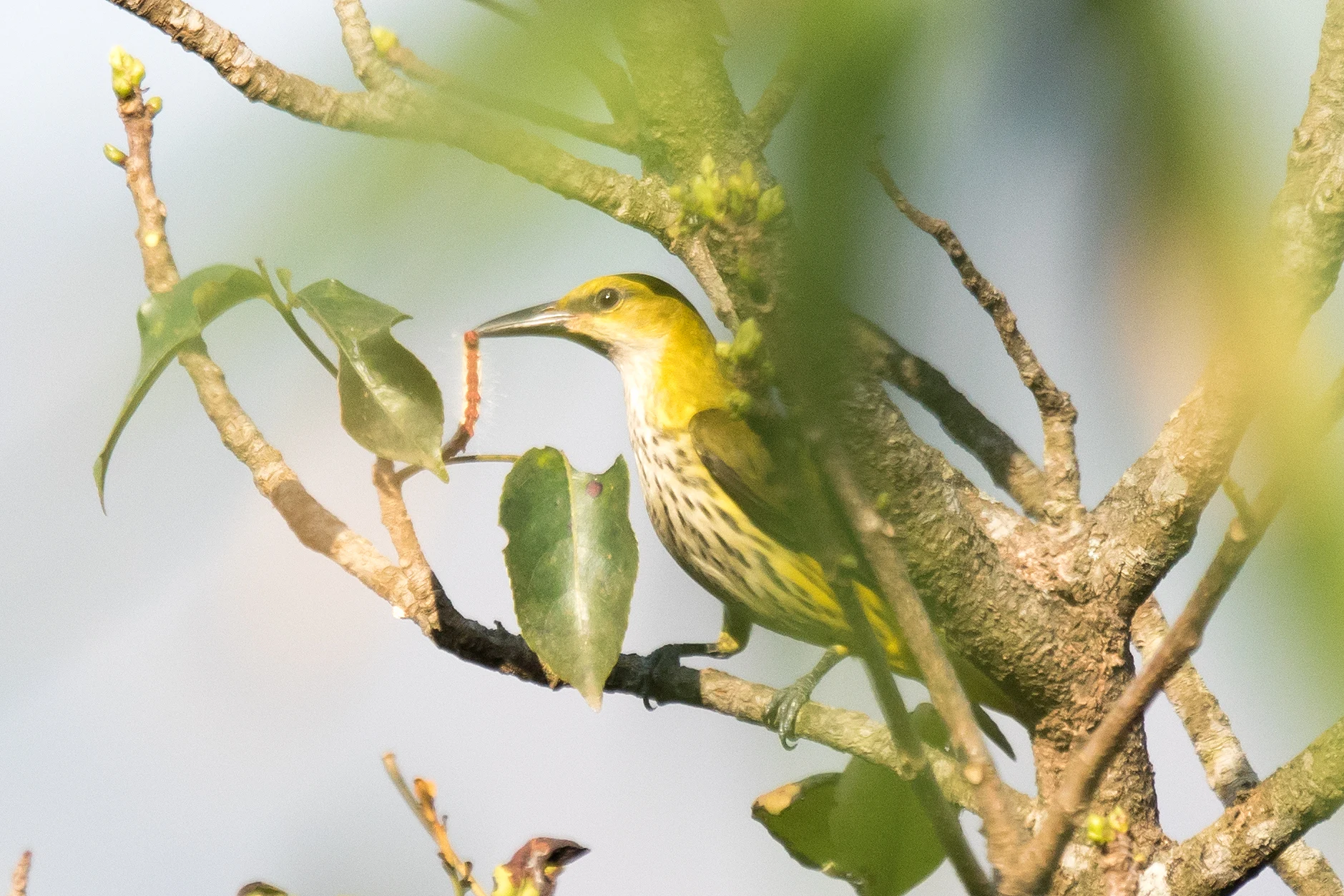 juvenile Golden Oriole, with caterpillar, Paradise Coffee Plantation, Kerala, India — photo by Jim Bennett