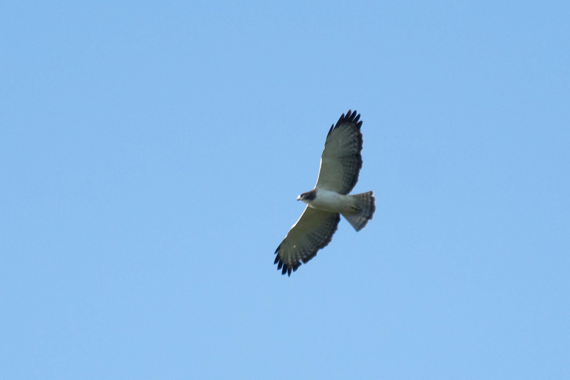 Short-tailed Hawk, San Blas Mangroves, Nayarit, Mexico — photo by Jim Bennett