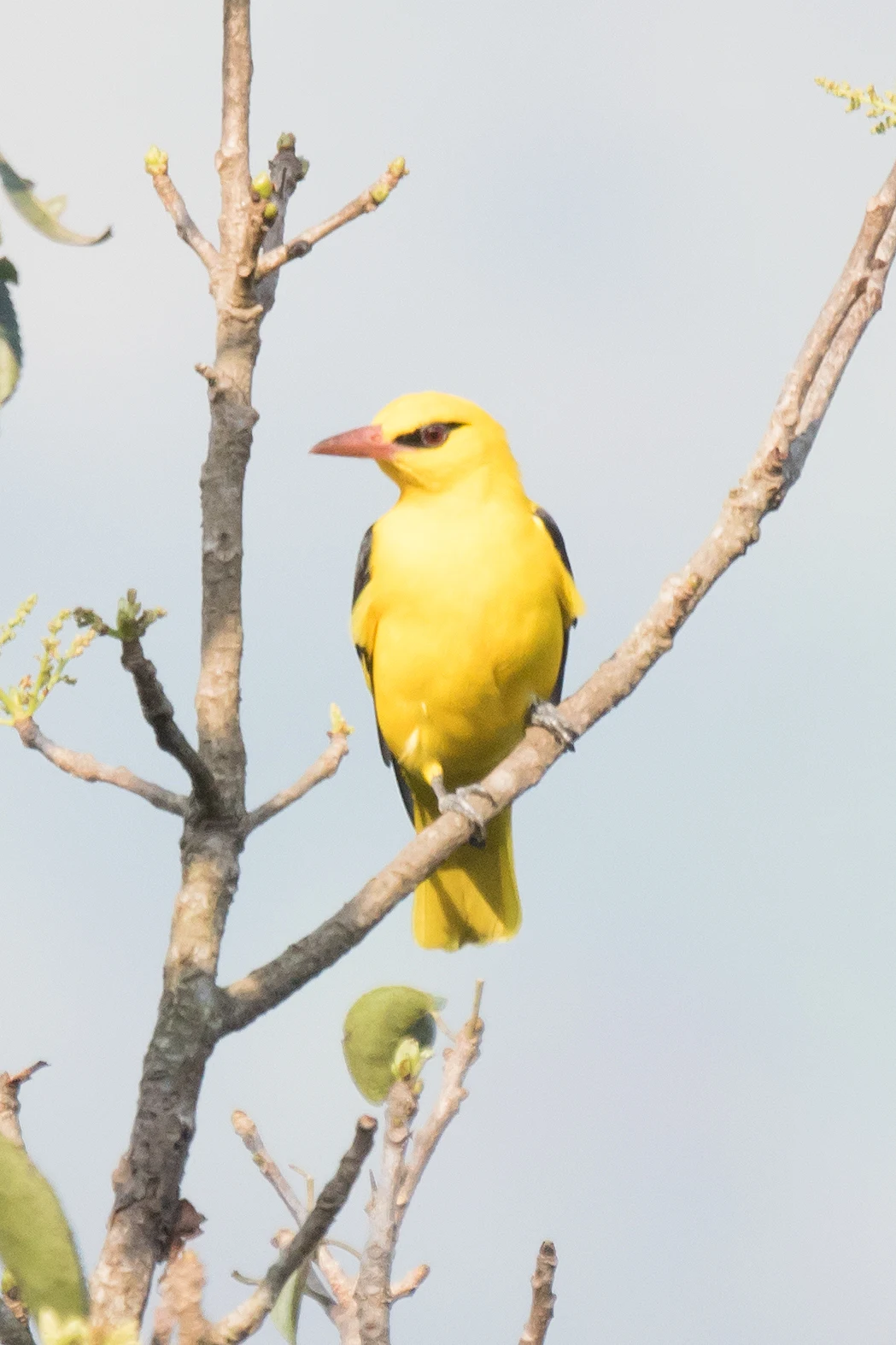 male Golden Oriole, Paradise Coffee Plantation, Kerala, India — photo by Jim Bennett