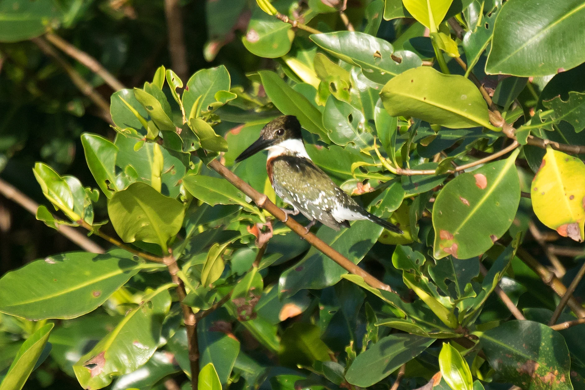 Green Kingfisher, San Blas Mangroves, Nayarit, Mexico — photo by Jim Bennett