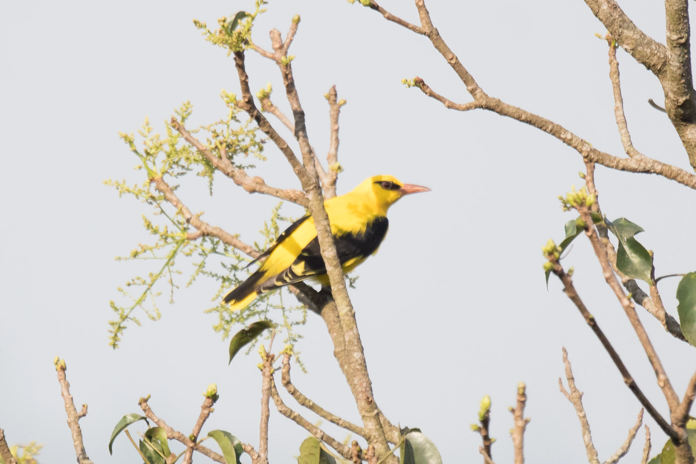 male Golden Oriole, Paradise Coffee Plantation, Kerala, India — photo by Jim Bennett