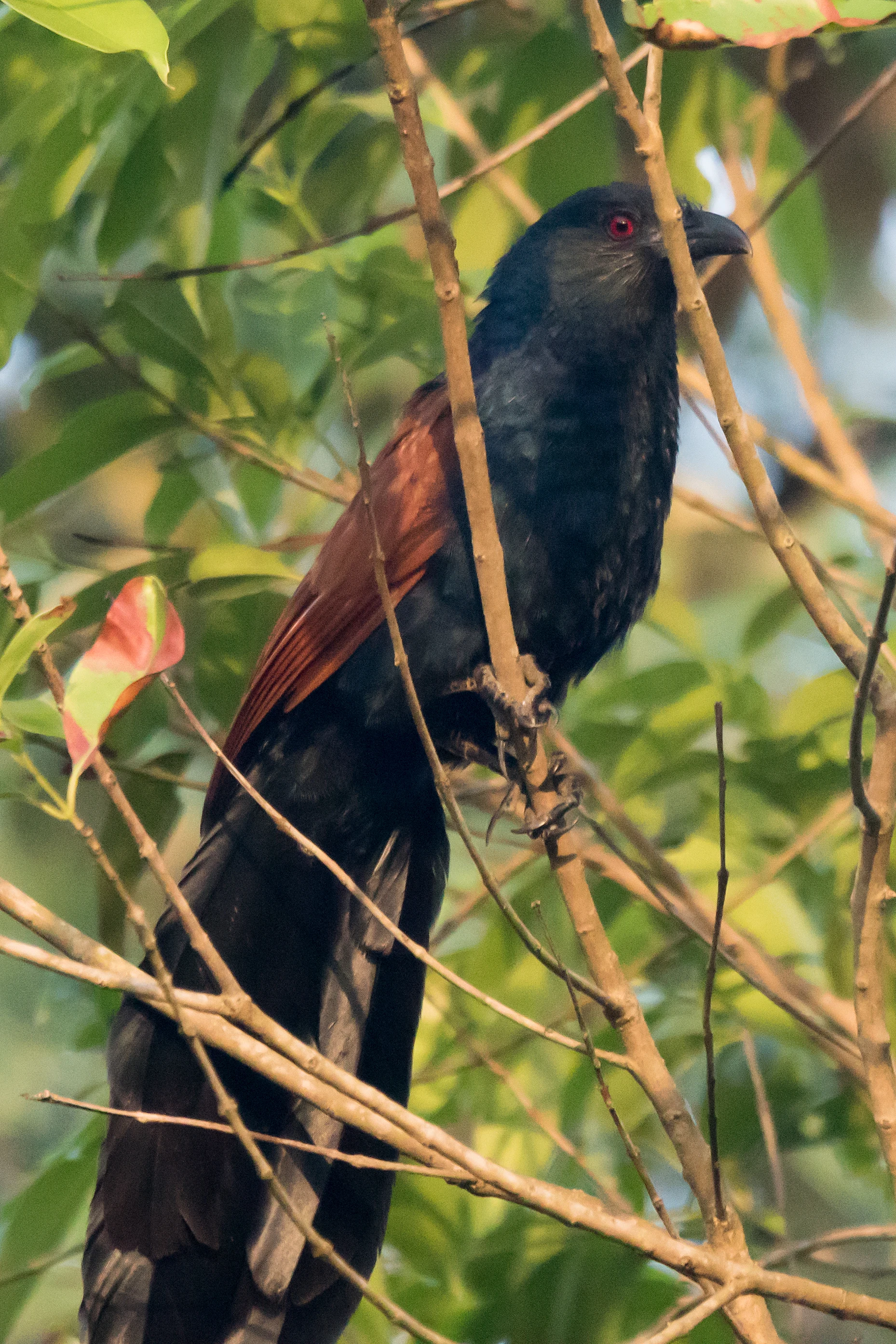 Greater Coucal, near Paradise Coffee Plantation, Kerala, India — photo by Jim Bennett