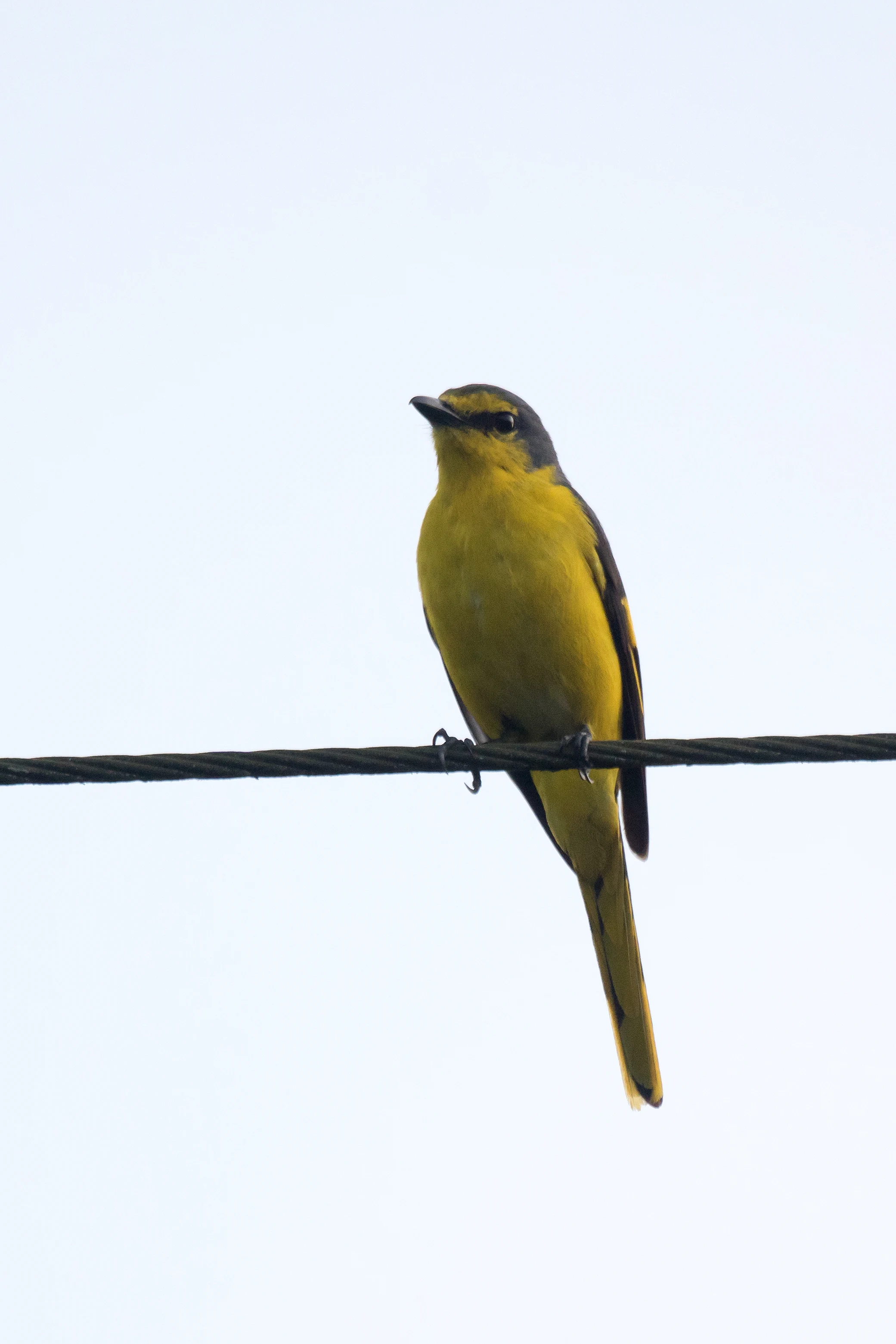 female Orange Minivet, near Paradise Coffee Plantation, Kerala, India — photo by Jim Bennett