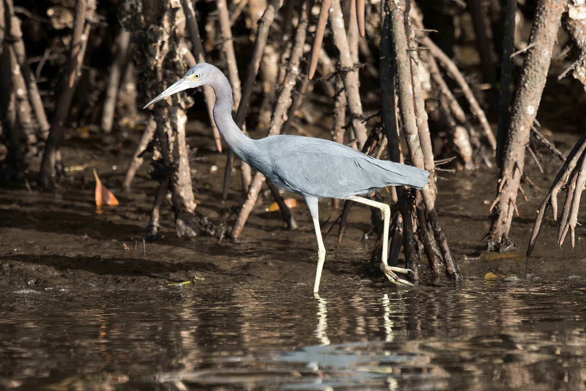 Little Blue Heron, San Blas Mangroves, Nayarit, Mexico — photo by Jim Bennett
