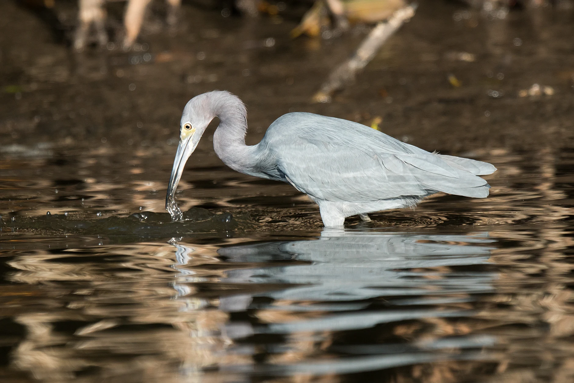 Little Blue Heron, San Blas Mangroves, Nayarit, Mexico — photo by Jim Bennett