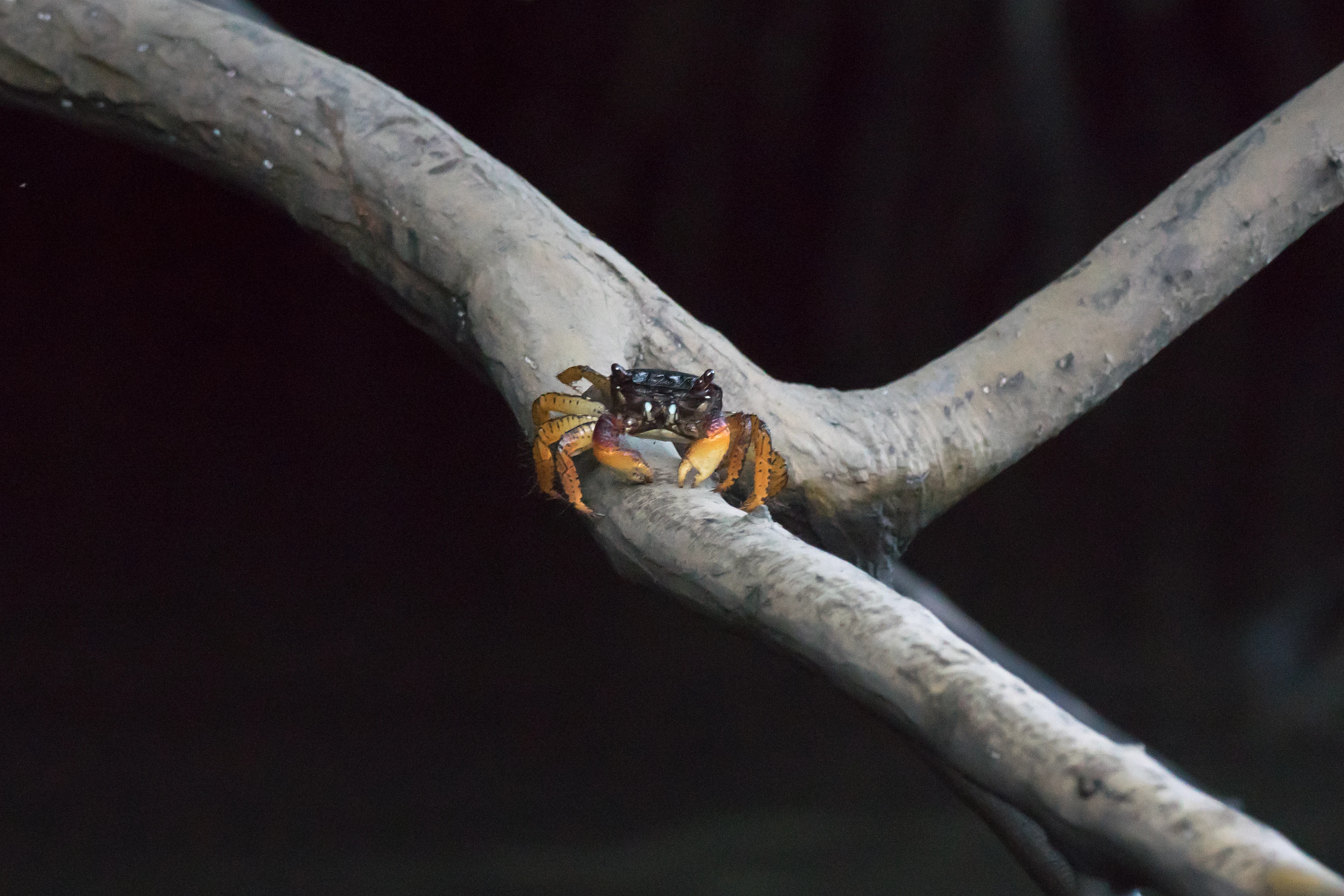 Crab, San Blas Mangroves, Nayarit, Mexico — photo by Jim Bennett