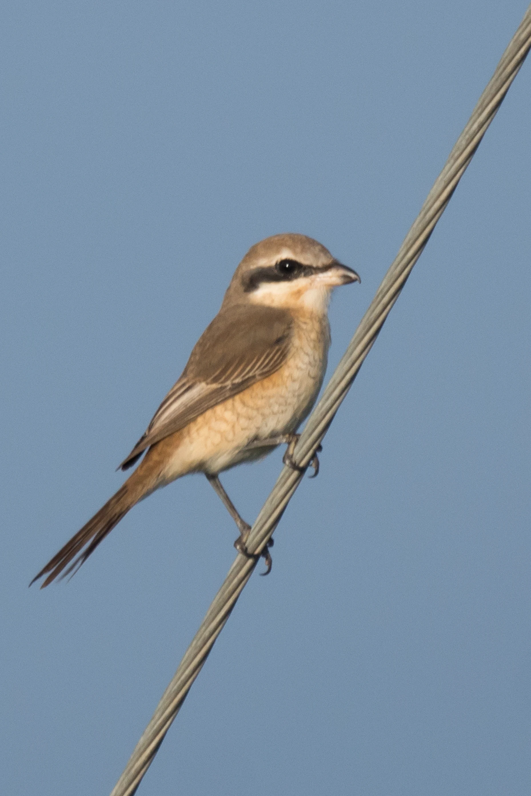 Brown Shrike, near Paradise Coffee Plantation, Kerala, India — photo by Jim Bennett
