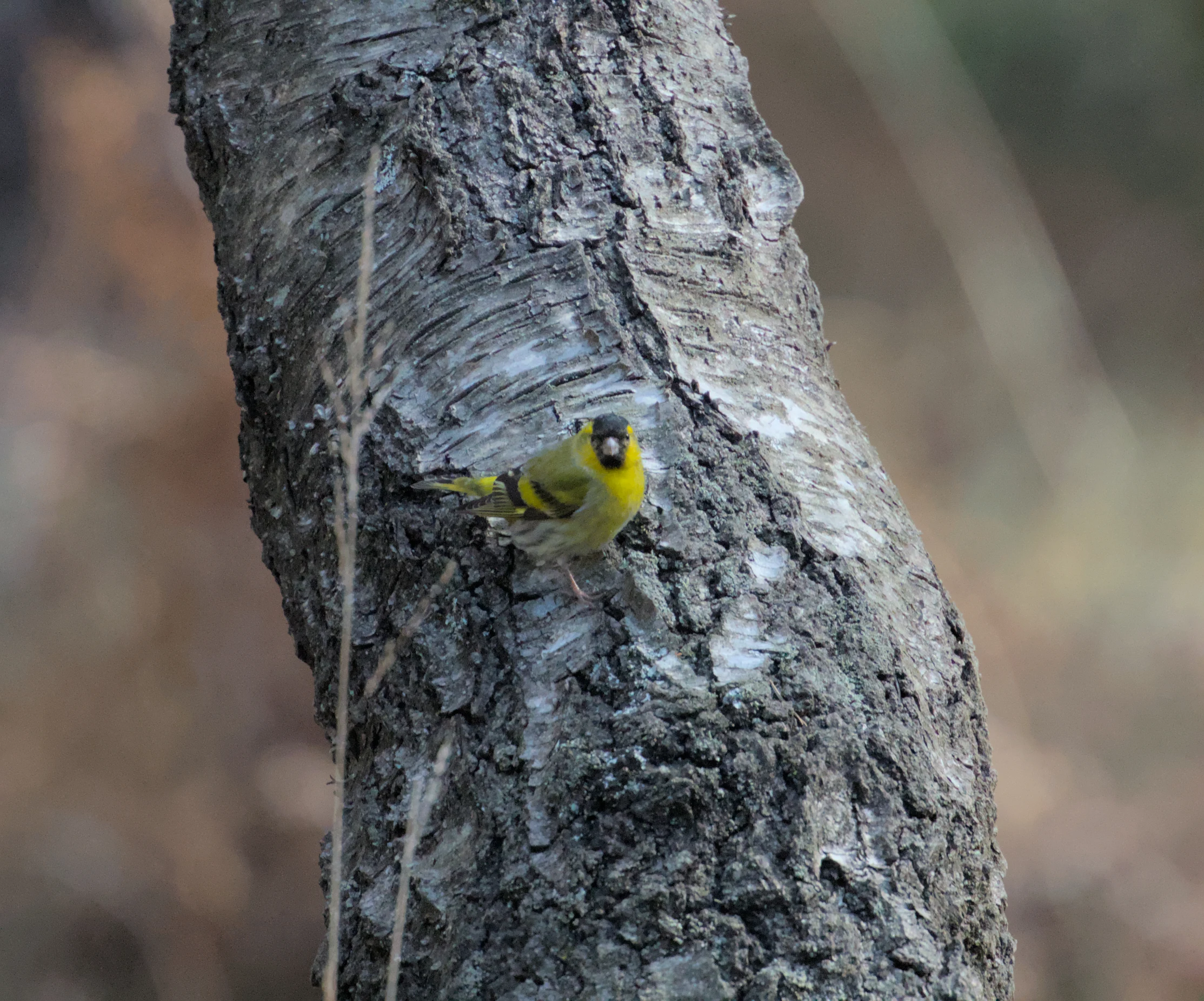 Siskin, Acres Down, New Forest, UK — photo by Jim Bennett