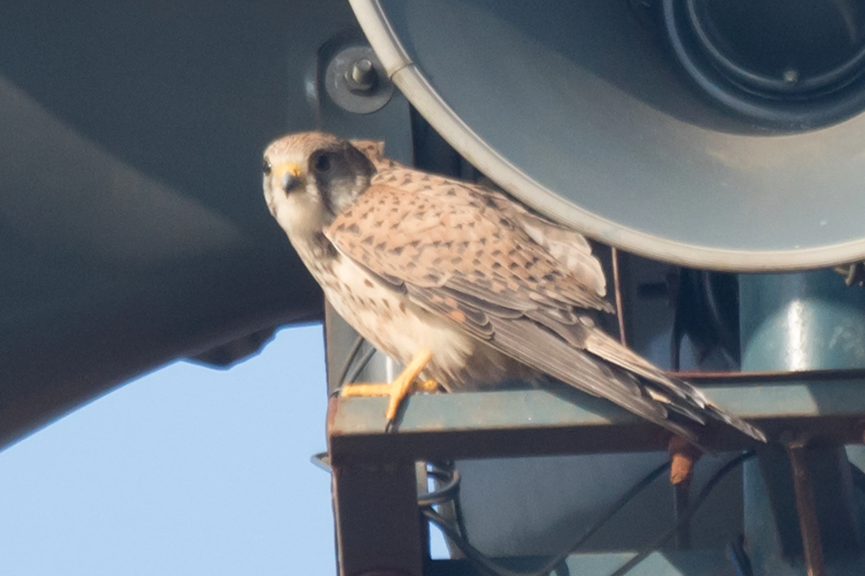 female Common Kestrel, near Paradise Coffee Plantation, Kerala, India — photo by Jim Bennett