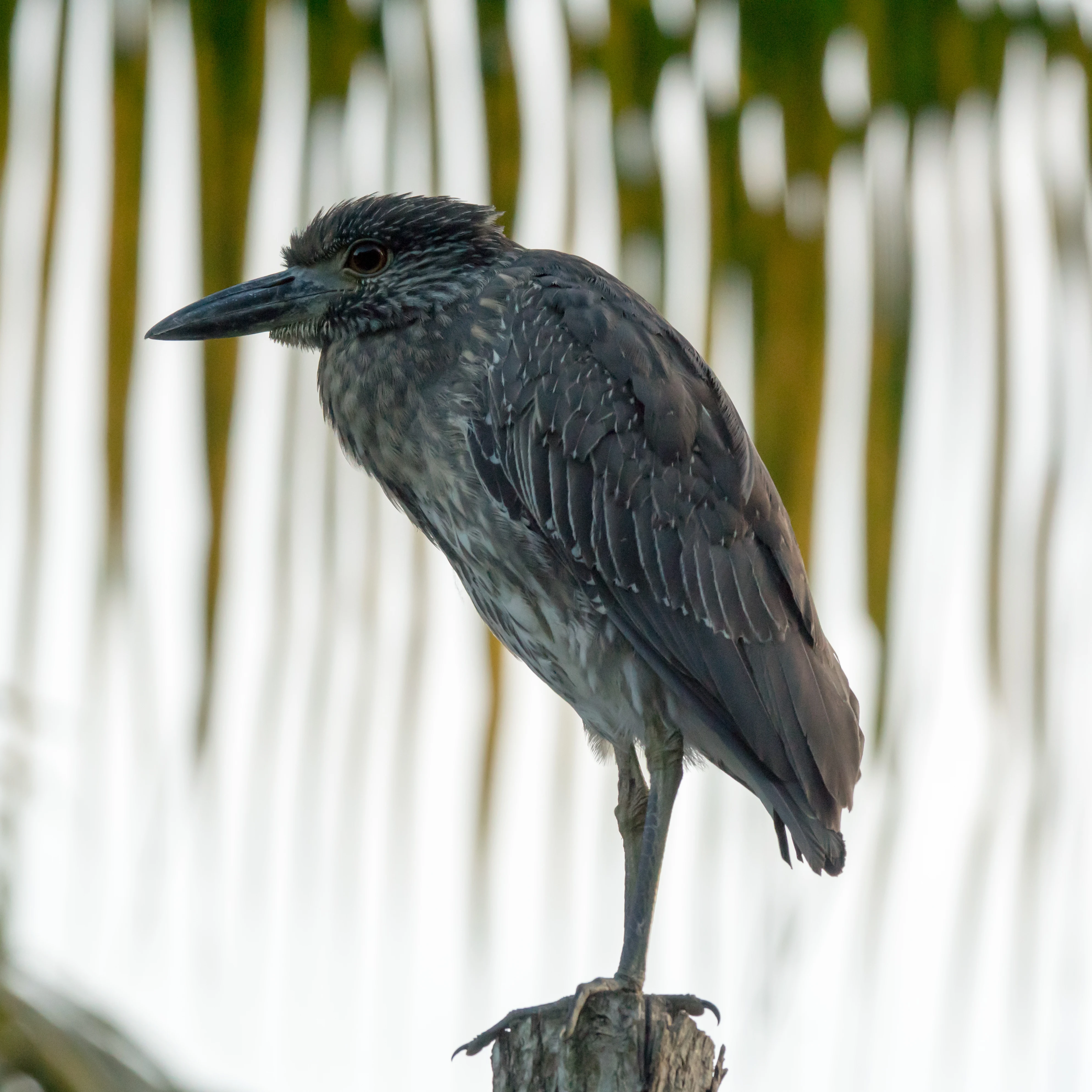 Yellow-crowned Night Heron, San Blas Mangroves, Nayarit, Mexico — photo by Jim Bennett