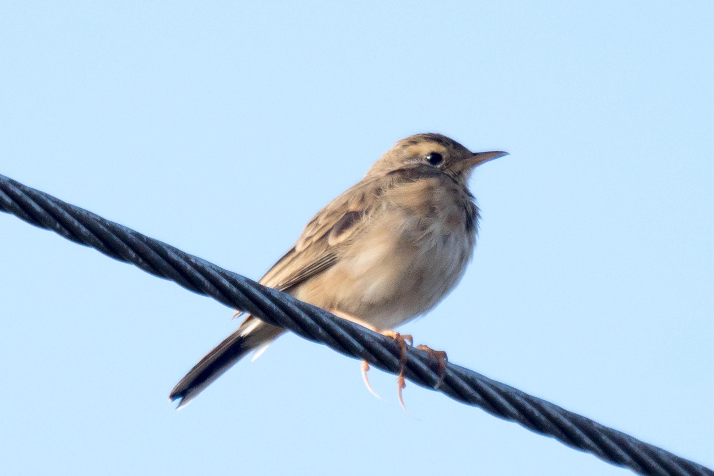Pipit, near Paradise Coffee Plantation, Kerala, India — photo by Jim Bennett