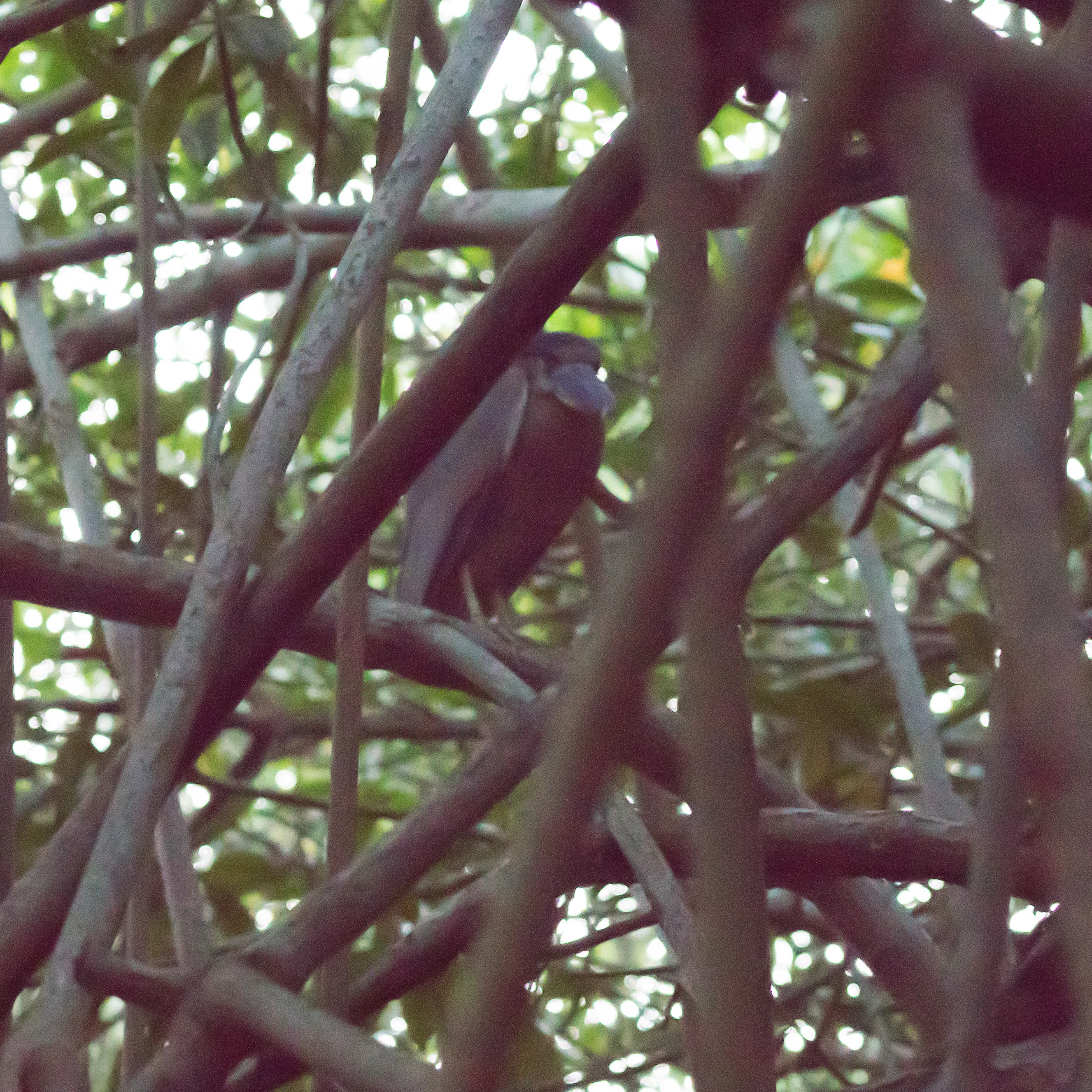 Boat-billed Heron, San Blas Mangroves, Nayarit, Mexico — photo by Jim Bennett