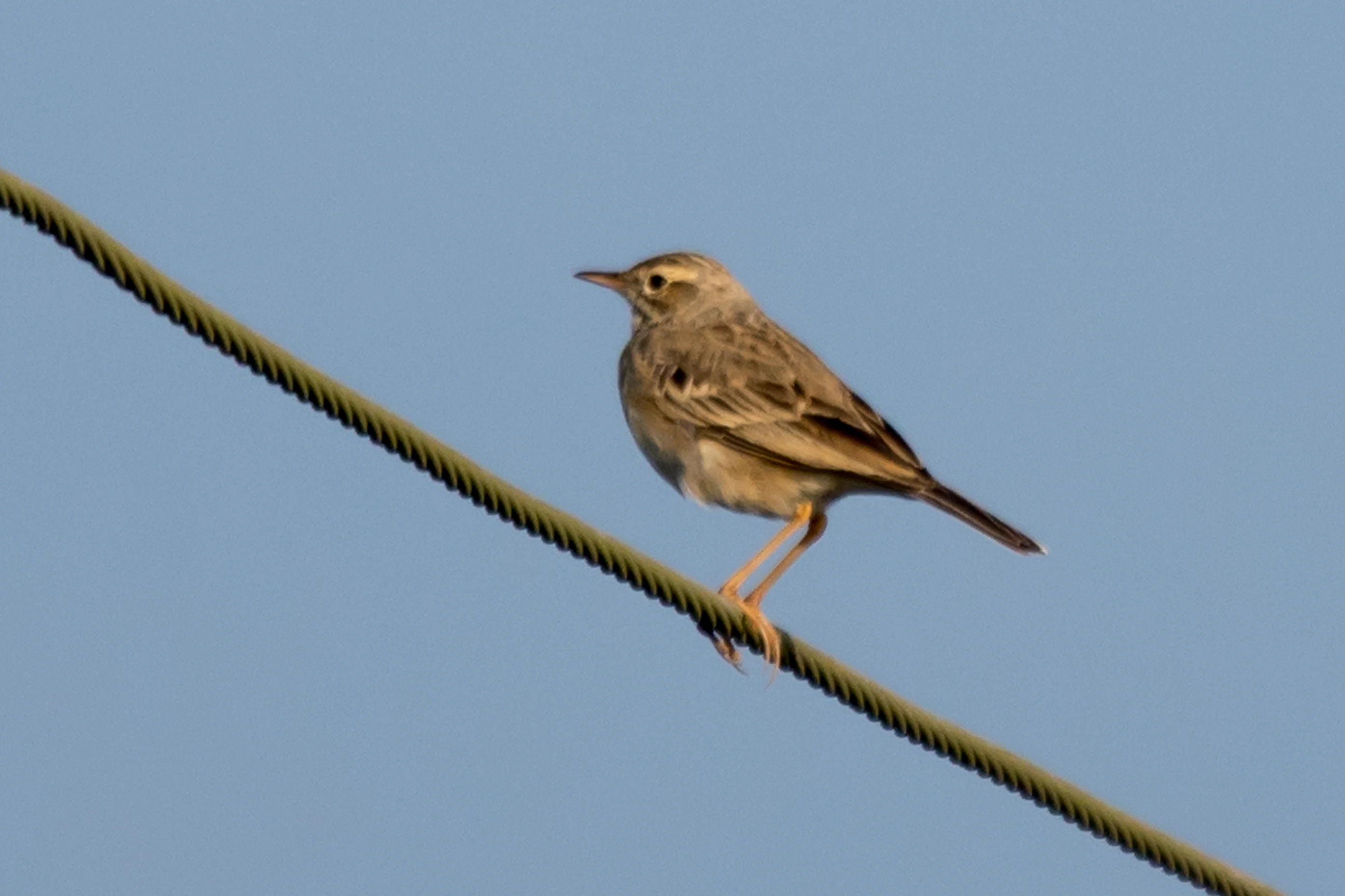 Pipit, near Paradise Coffee Plantation, Kerala, India — photo by Jim Bennett