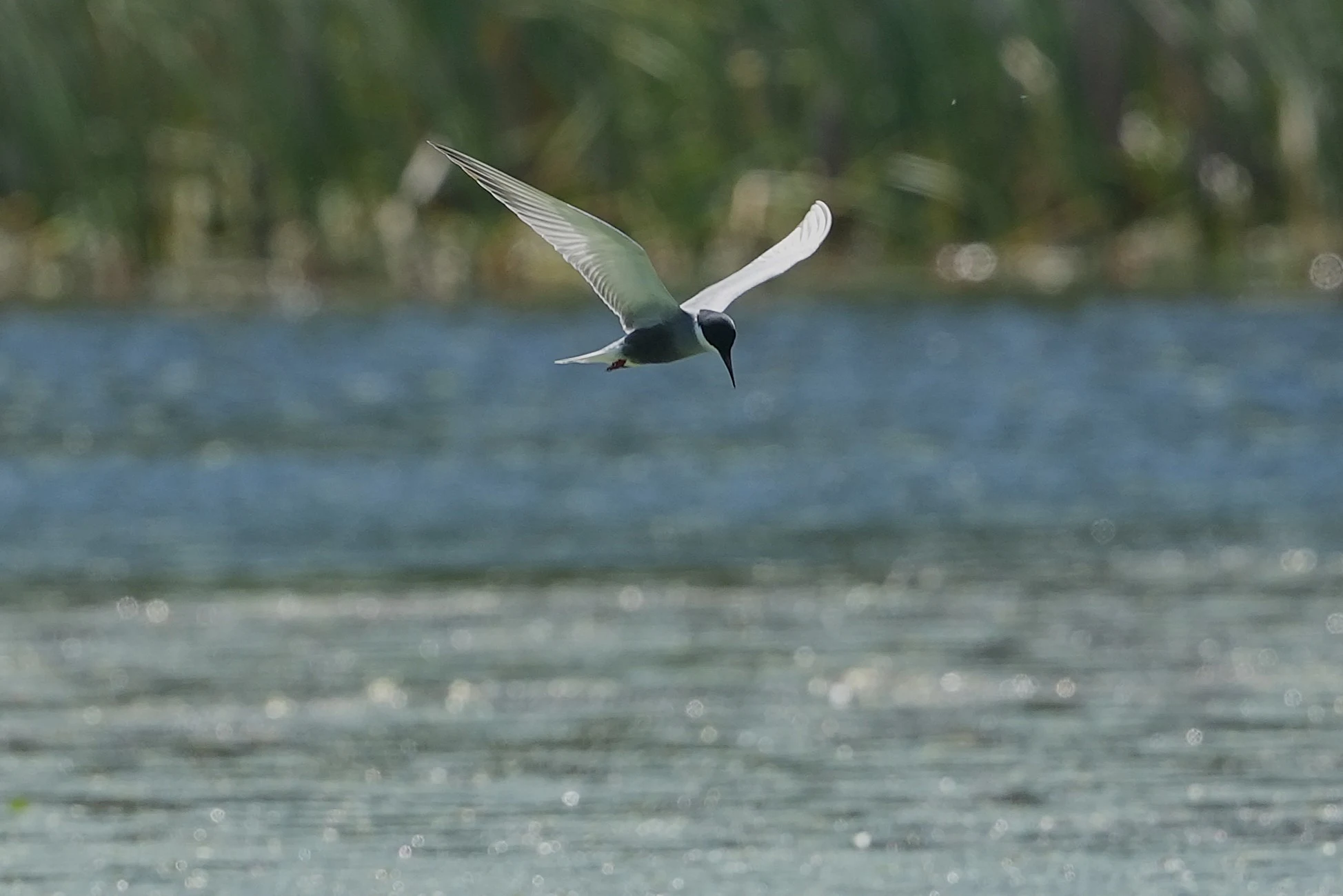 Whiskered Tern, Danube Delta, Romania — photo by Jim Bennett