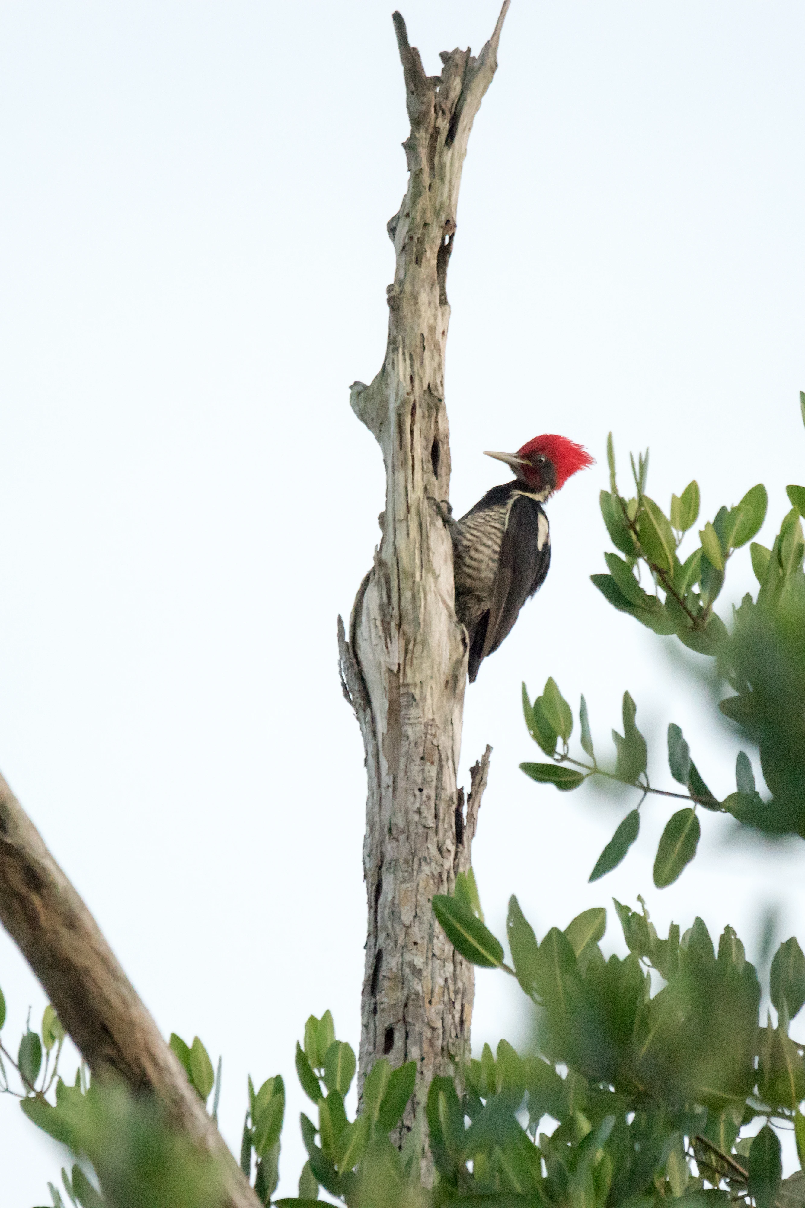 Lineated Woodpecker, San Blas Mangroves, Nayarit, Mexico — photo by Jim Bennett
