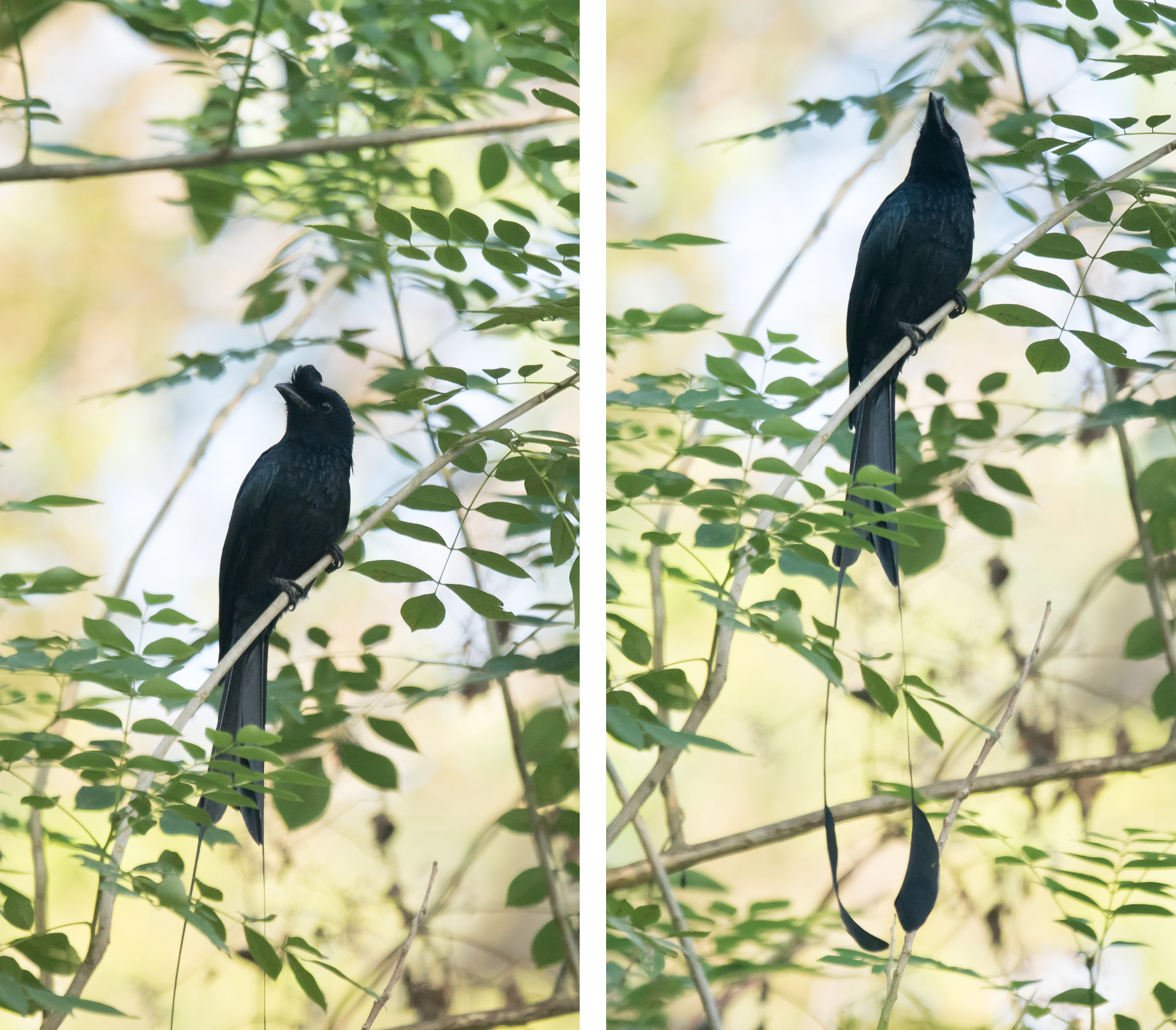 Greater Racket-Tailed Drongo, Paradise Coffee Plantation, Kerala, India — photo by Jim Bennett