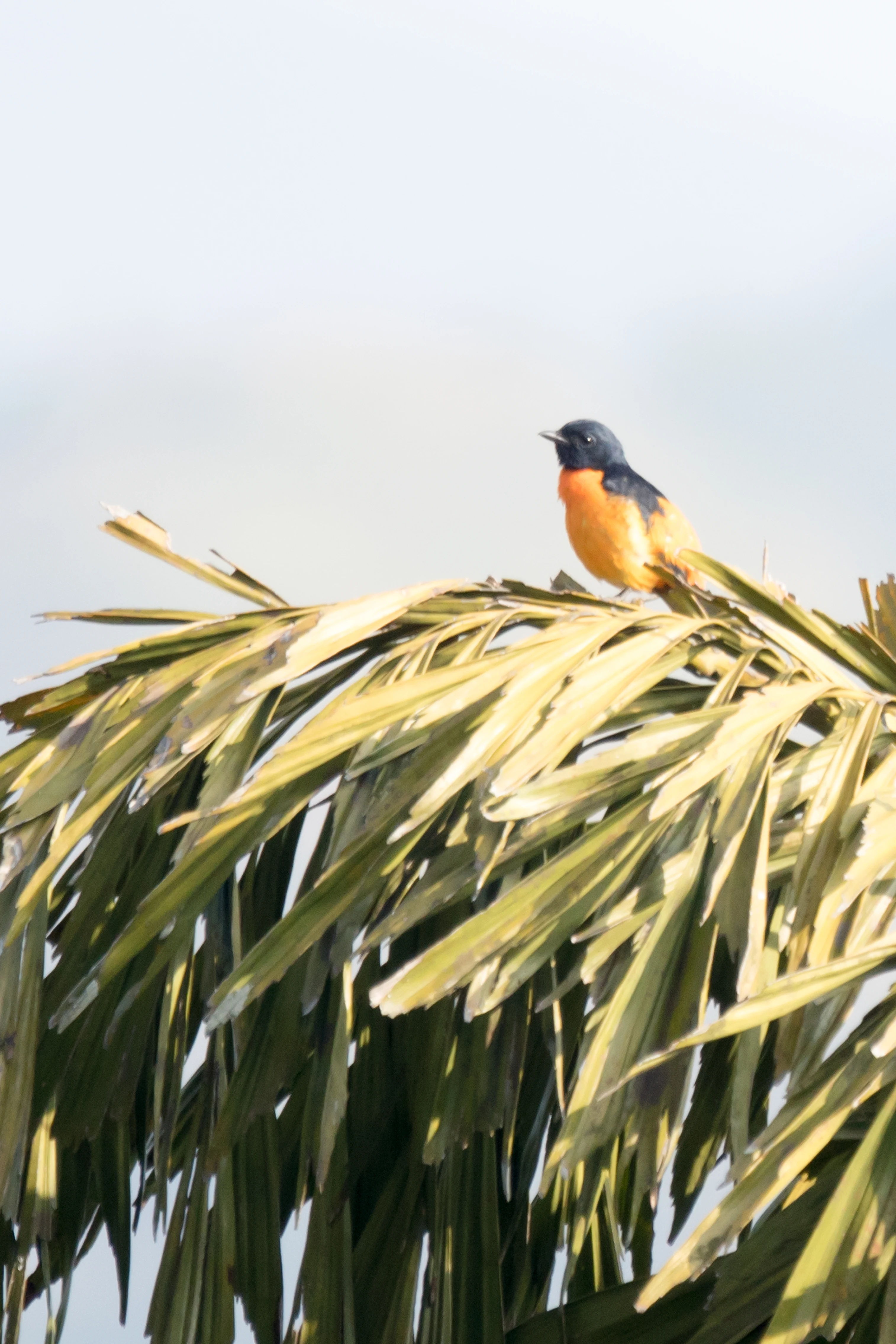 male Orange Minivet, Paradise Coffee Plantation, Kerala, India — photo by Jim Bennett