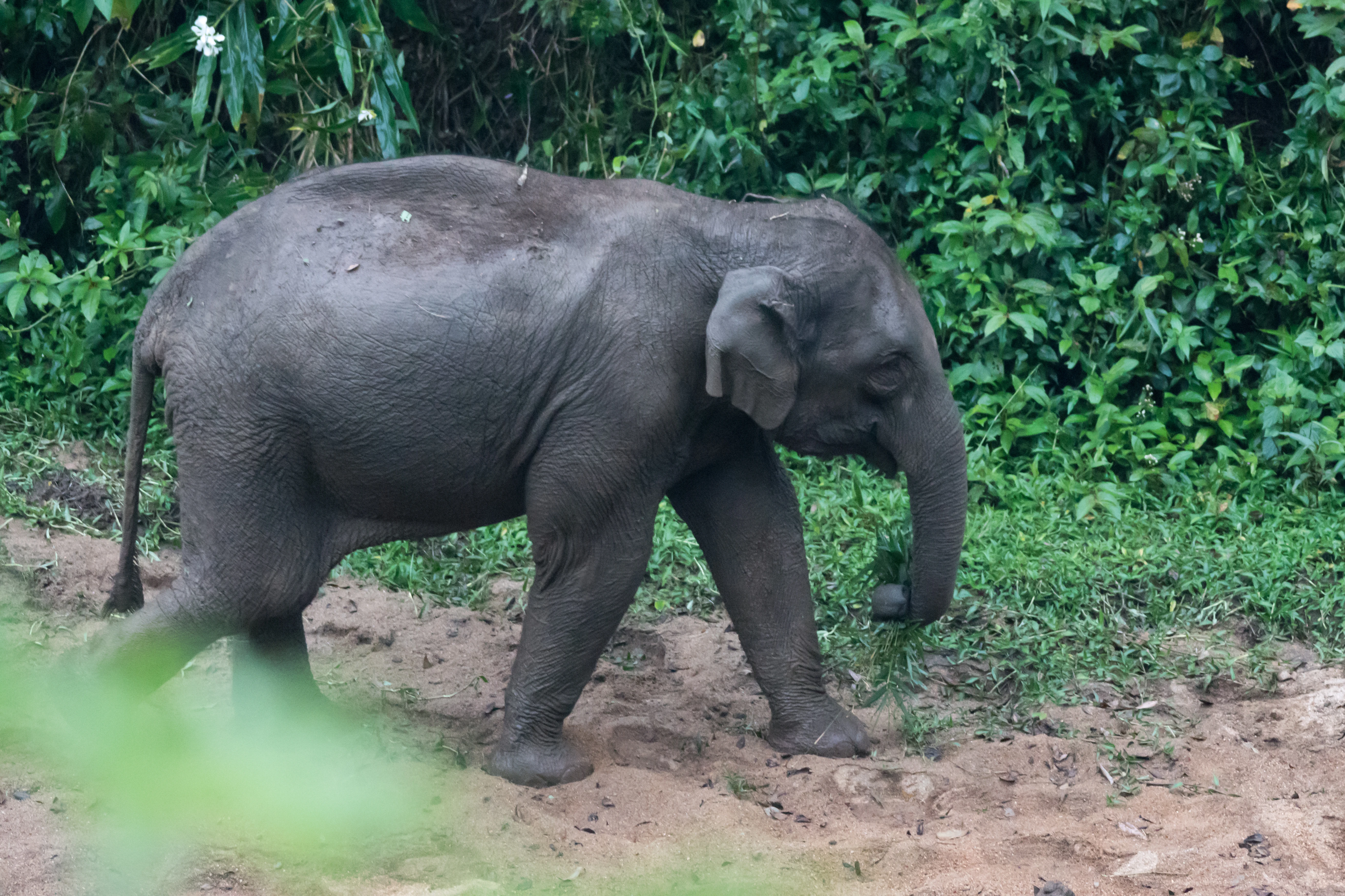 Indian Elephant, near munnar, Kerala, India — photo by Jim Bennett