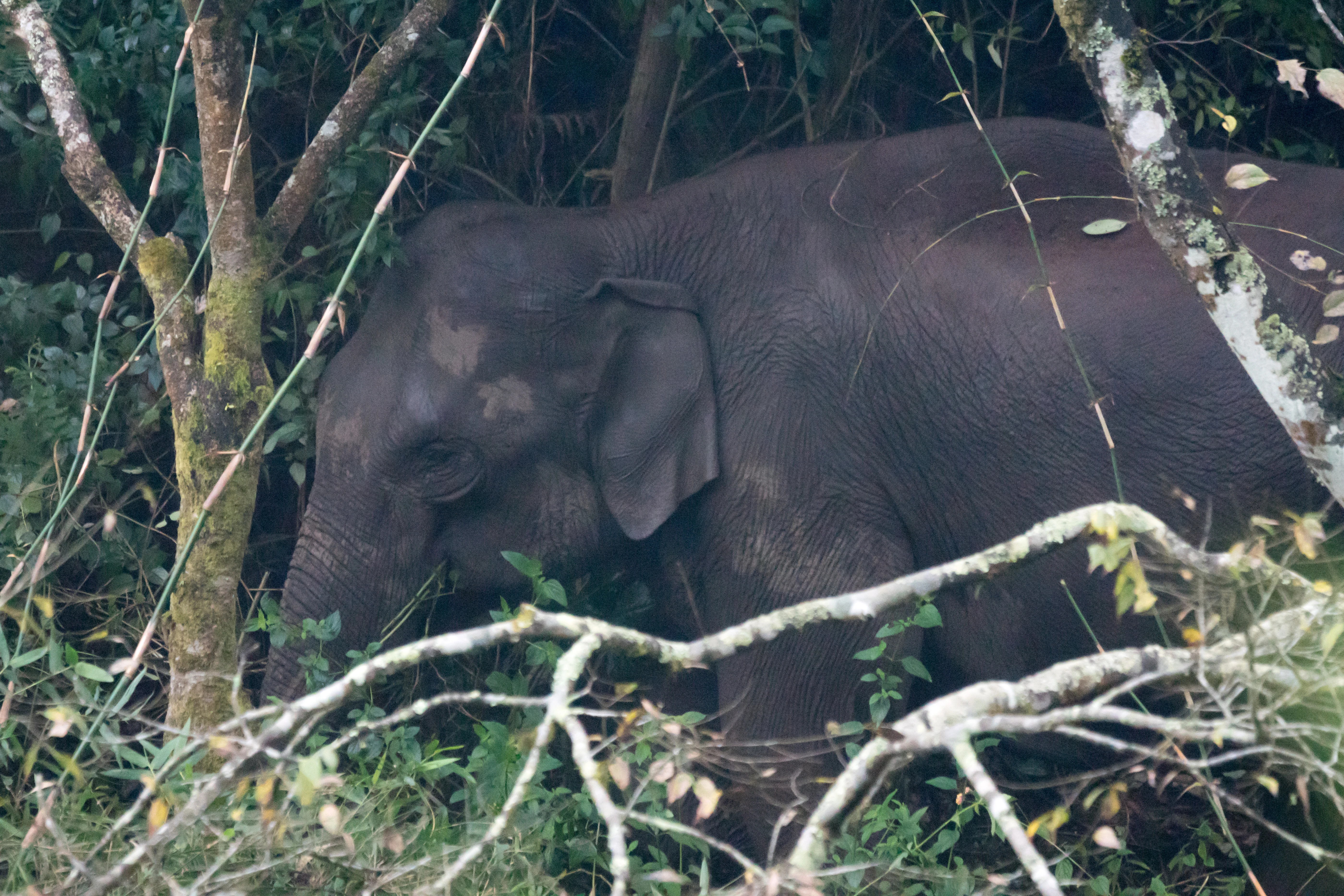 Indian Elephant, near munnar, Kerala, India — photo by Jim Bennett
