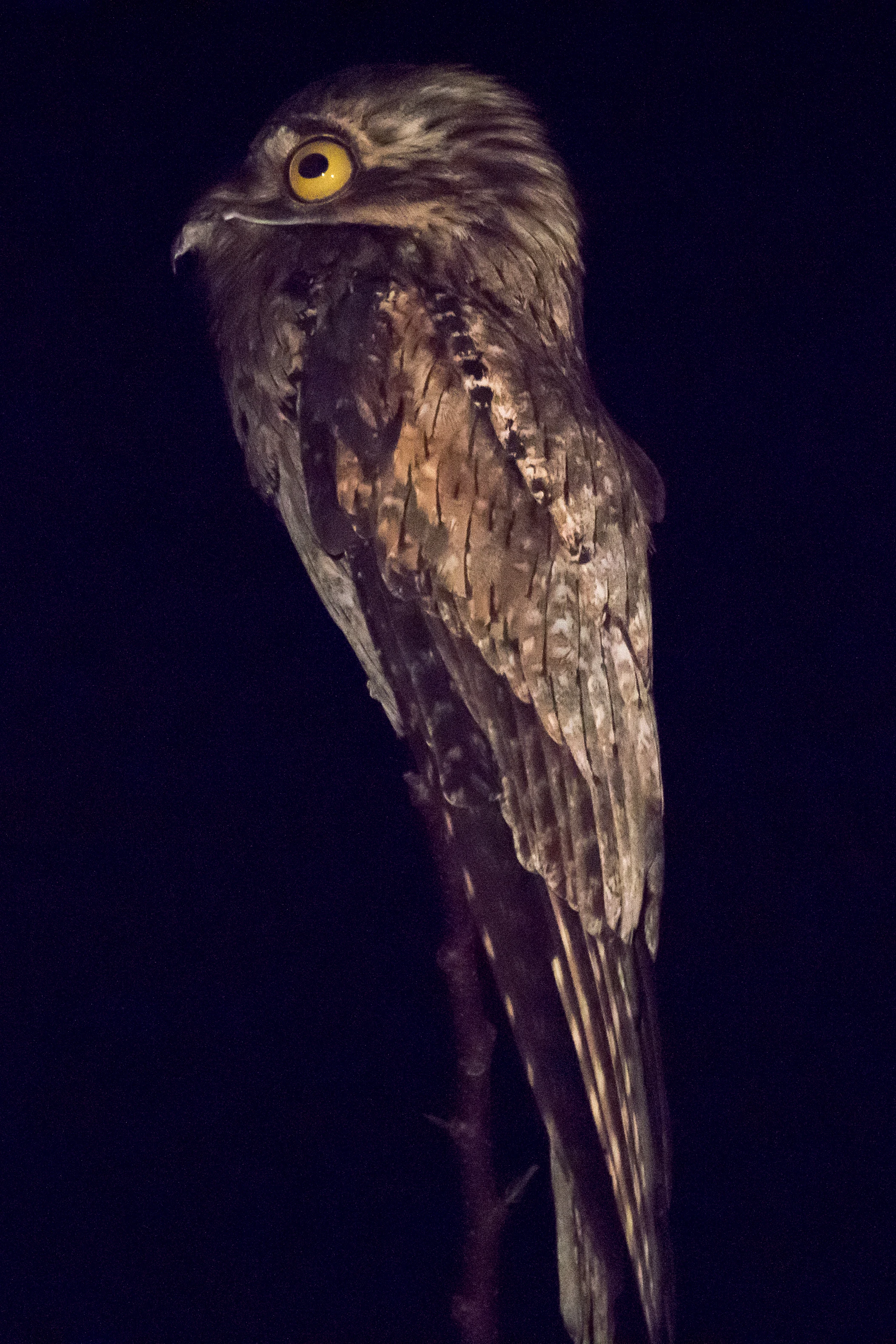 Northern Potoo, San Blas Mangroves, Nayarit, Mexico — photo by Jim Bennett