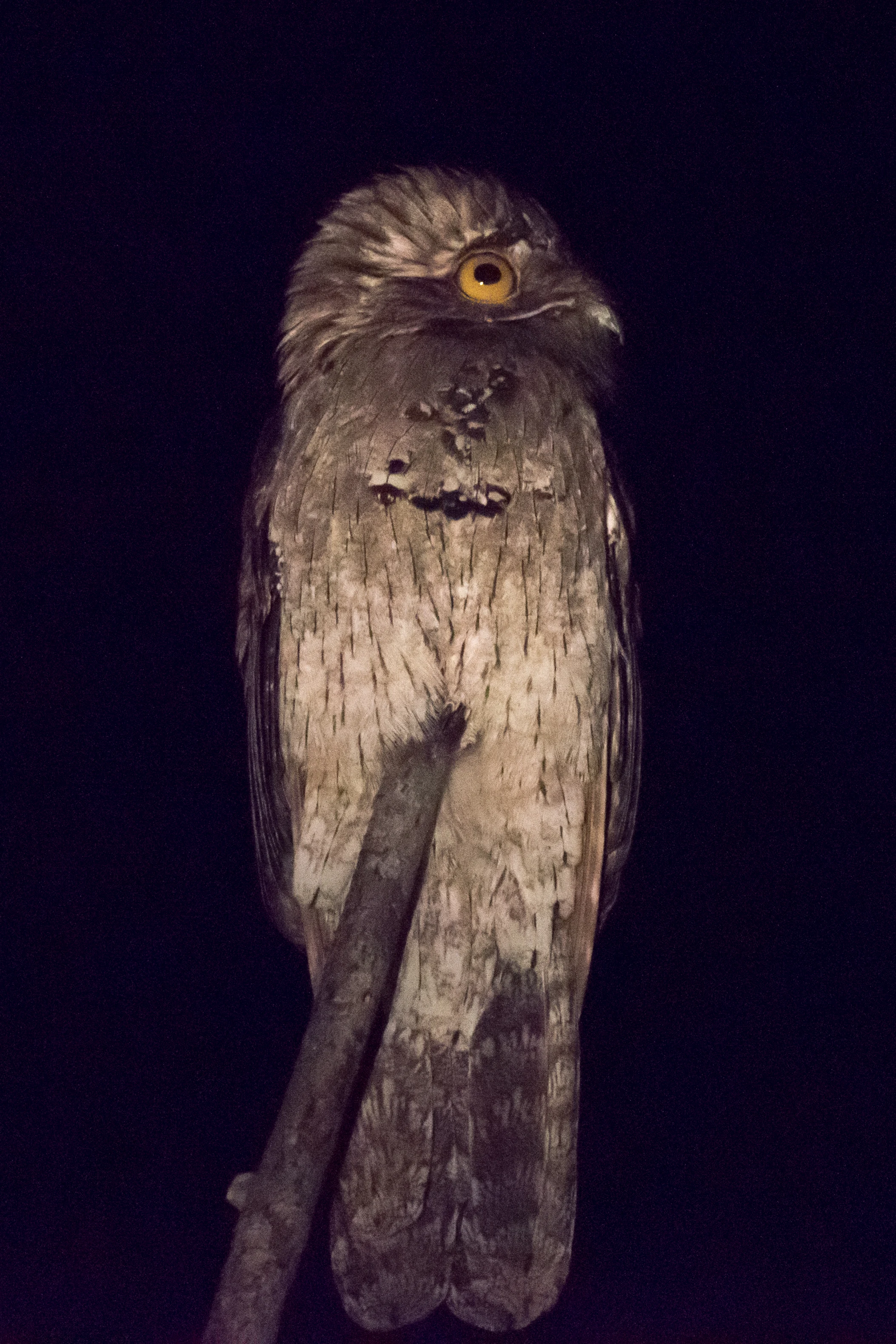 Northern Potoo, San Blas Mangroves, Nayarit, Mexico — photo by Jim Bennett