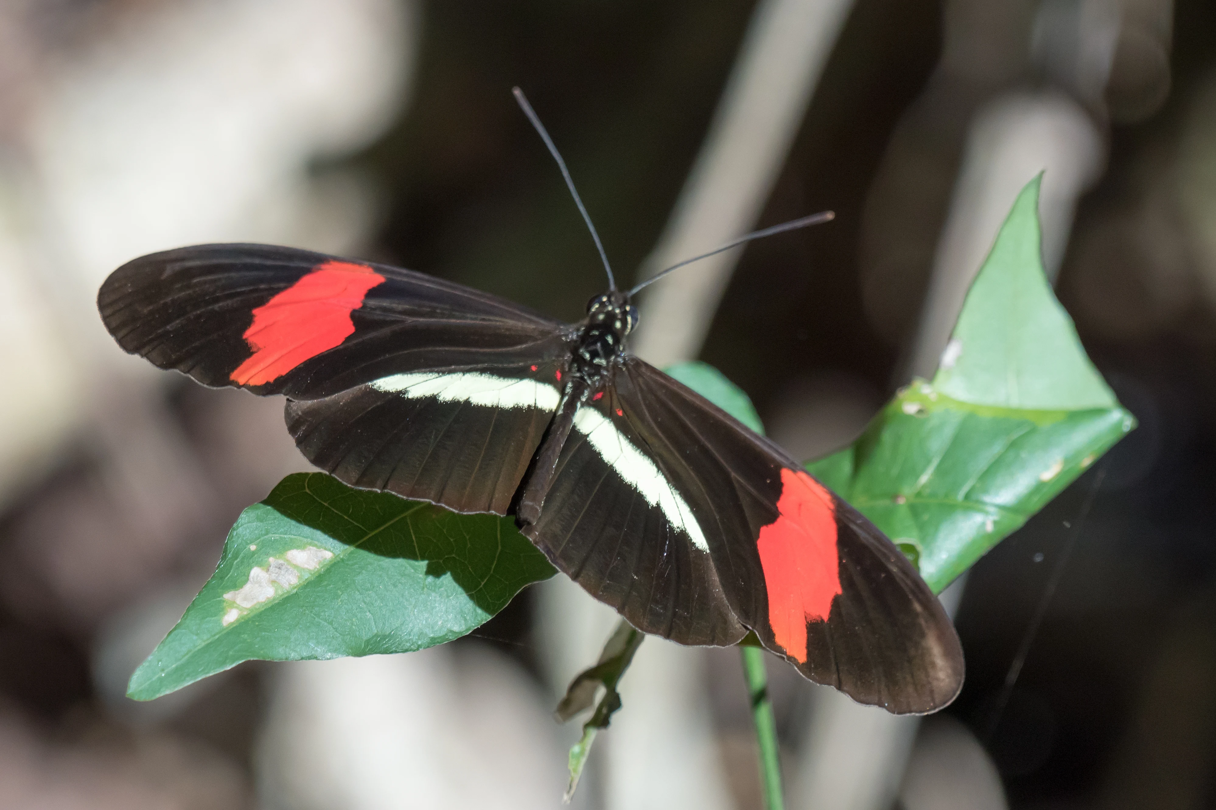 Crimson-patched Longwing, Tecuitata, Nayarit, Mexico — photo by Jim Bennett