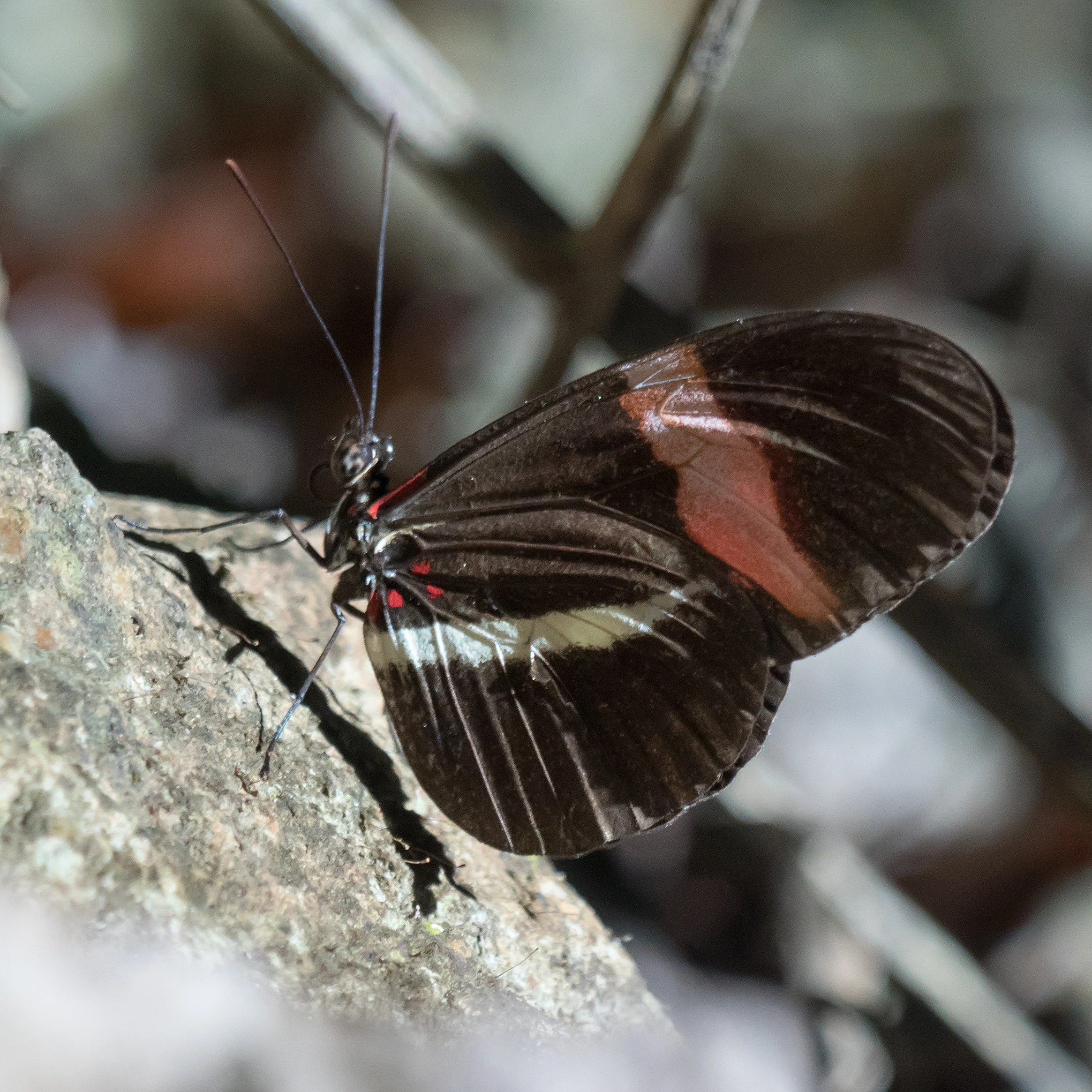 Crimson-patched Longwing, Tecuitata, Nayarit, Mexico — photo by Jim Bennett