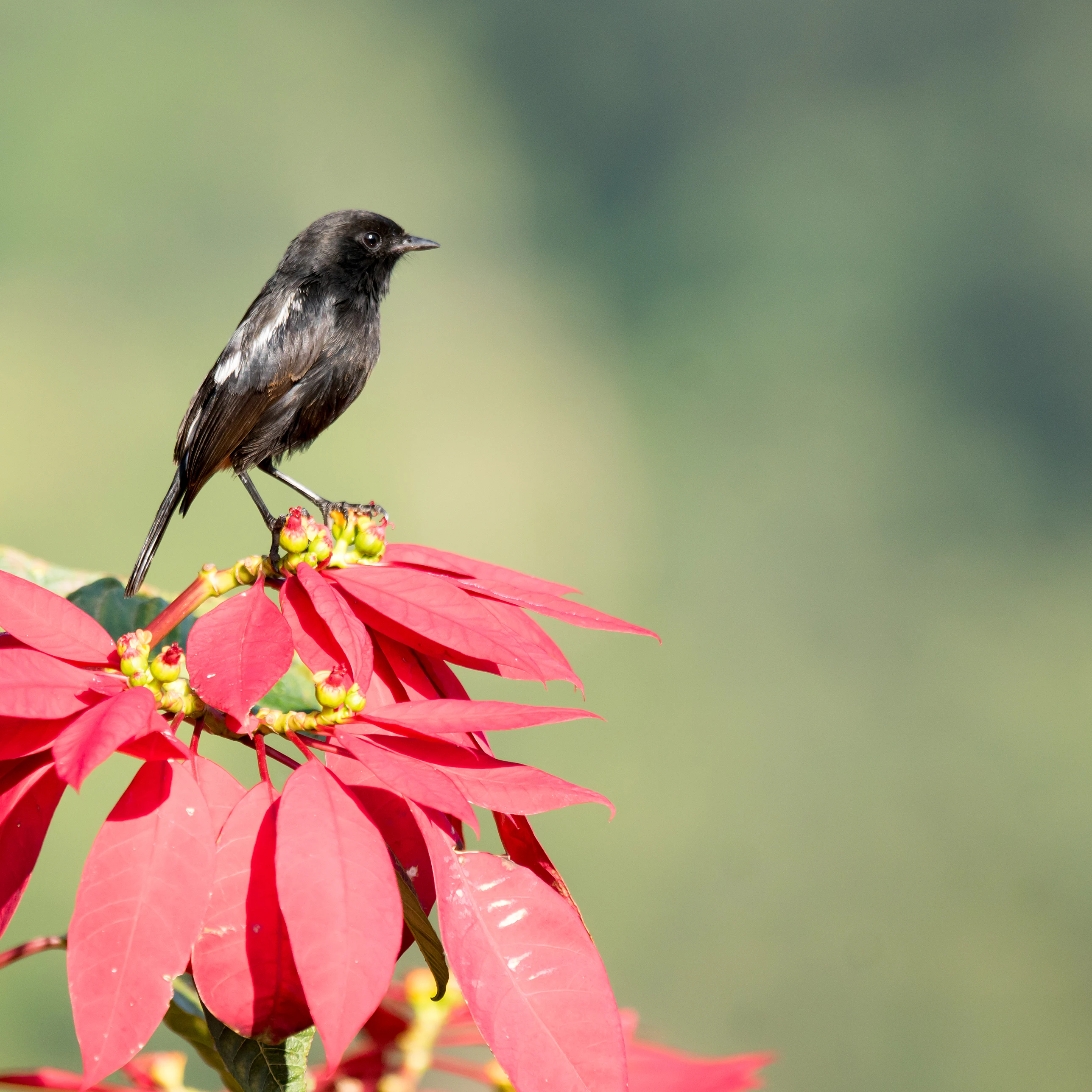male Pied Bush Chat, Talayar Tea Plantation, Kerala, India — photo by Jim Bennett
