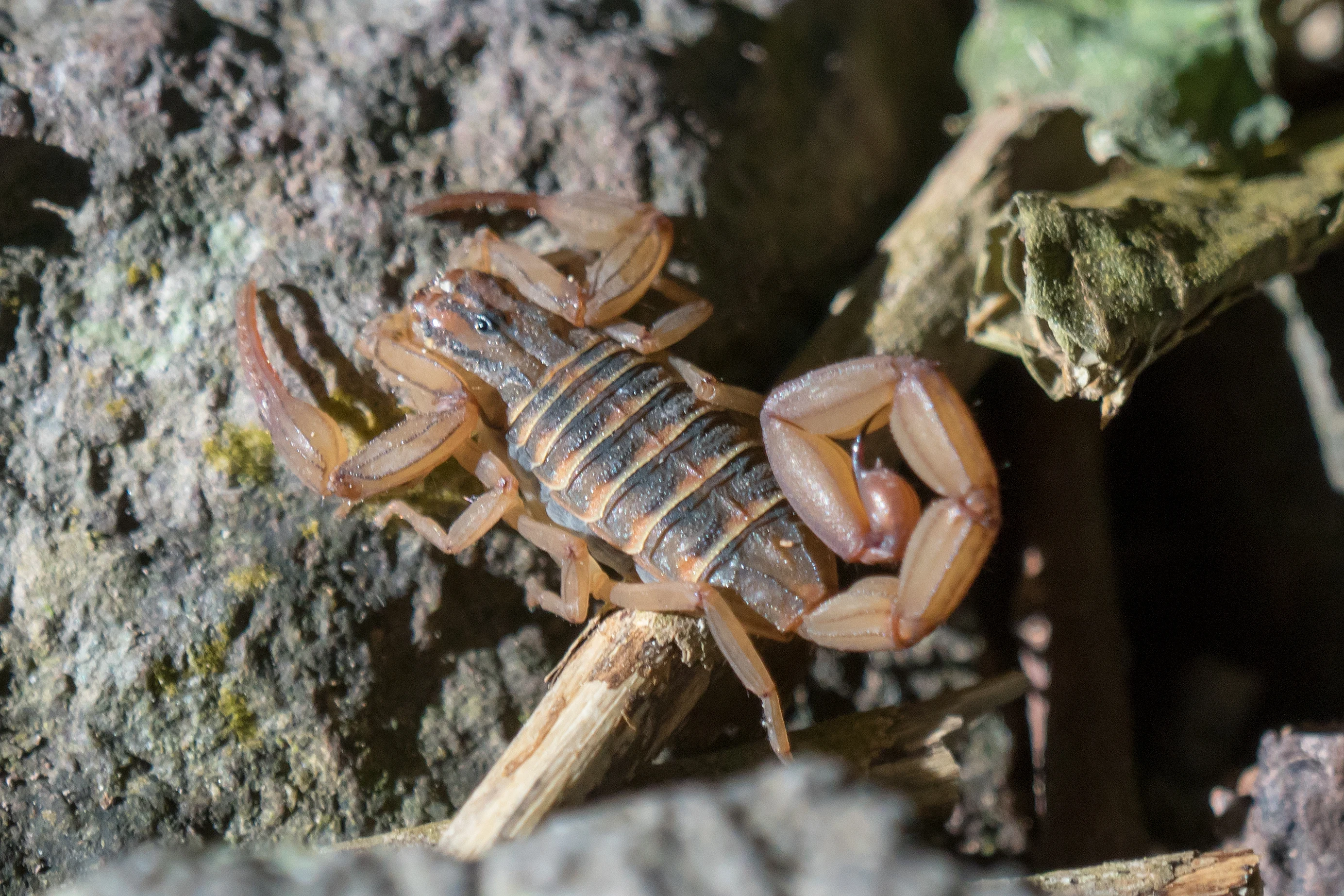 Scorpion, Tecuitata, Nayarit, Mexico — photo by Jim Bennett