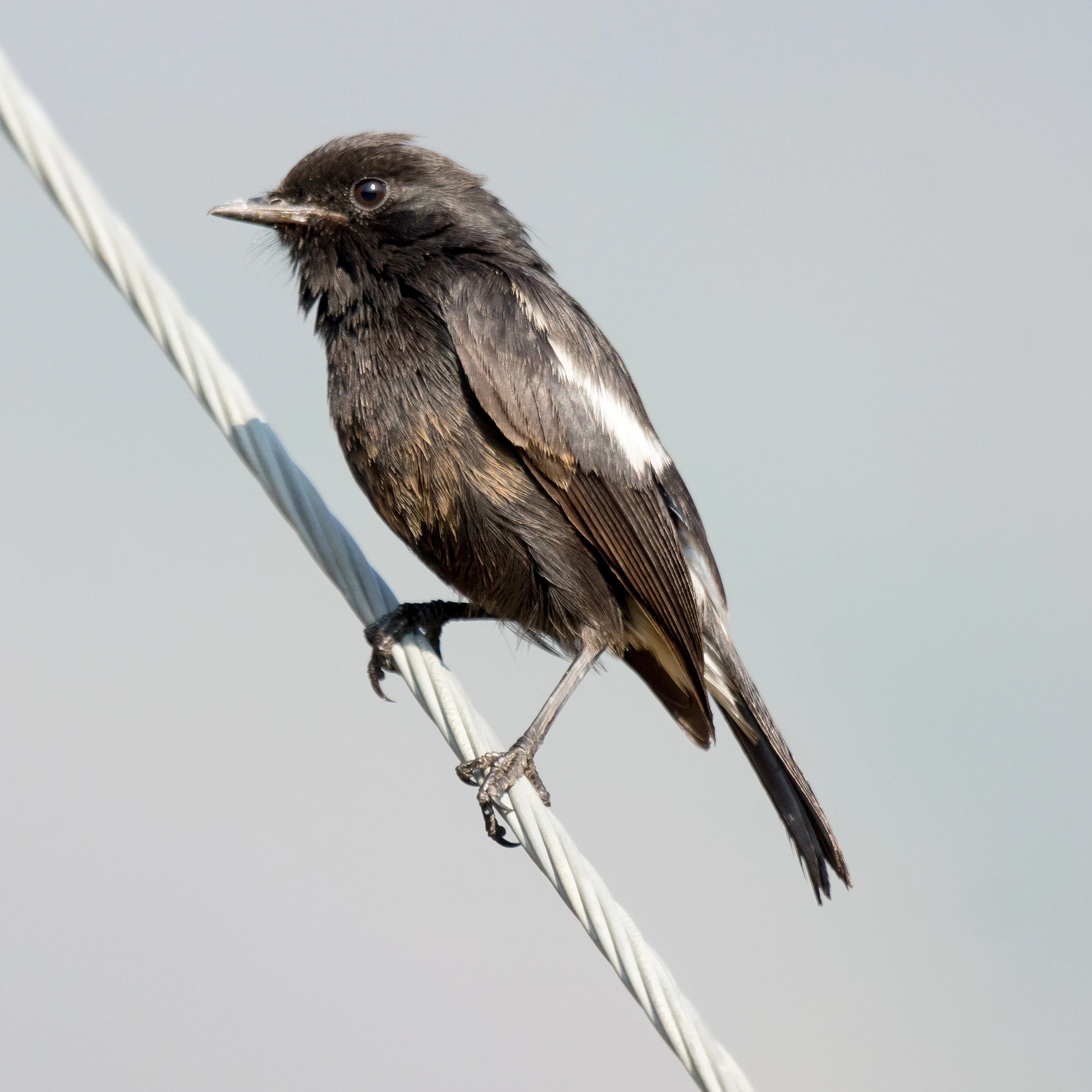 male Pied Bush Chat, Talayar Tea Plantation, Kerala, India — photo by Jim Bennett
