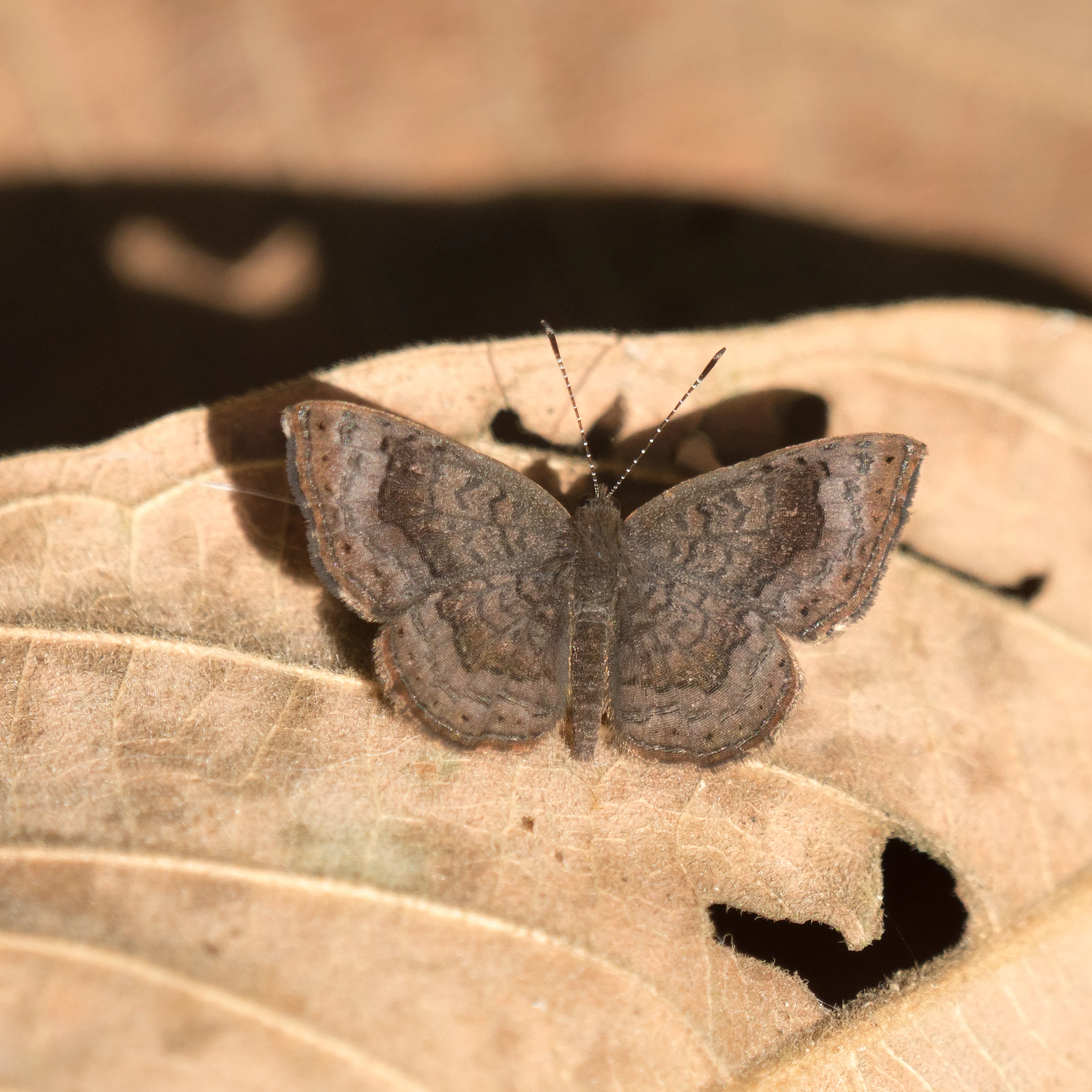 Butterfly, Tecuitata, Nayarit, Mexico — photo by Jim Bennett