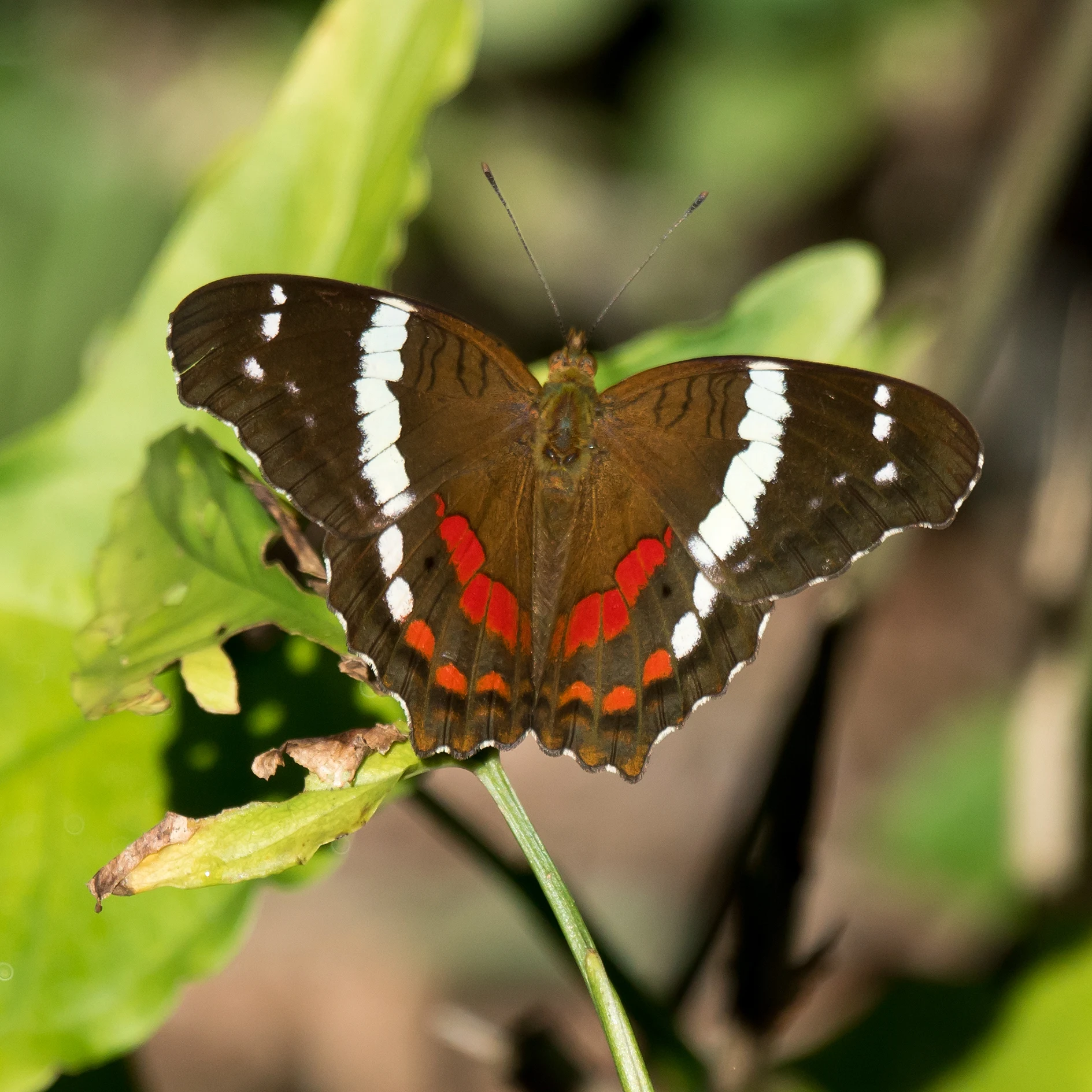 Banded Peacock, Tecuitata, Nayarit, Mexico — photo by Jim Bennett