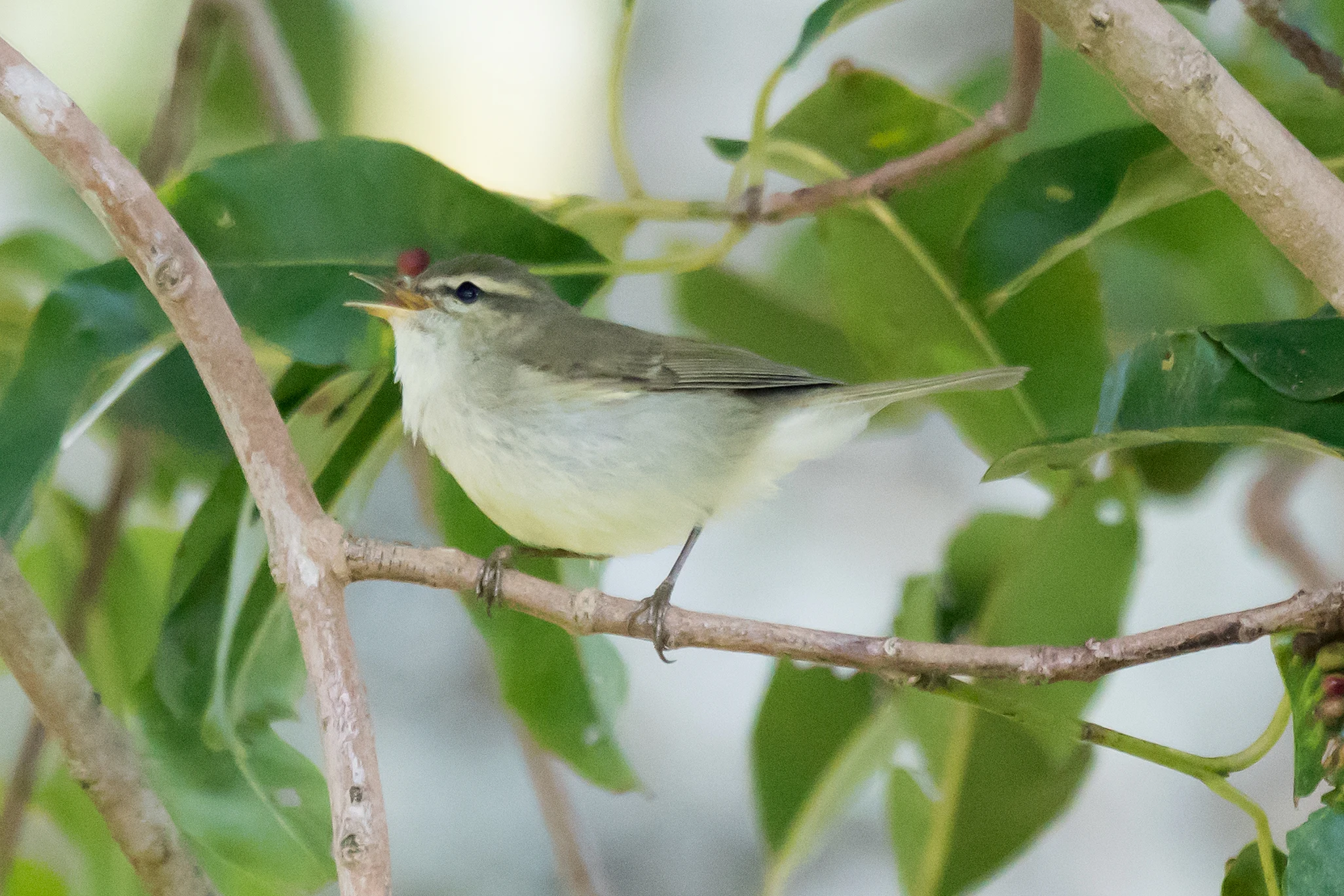 Tytler's Leaf Warbler, Talayar Tea Plantation, Kerala, India — photo by Jim Bennett