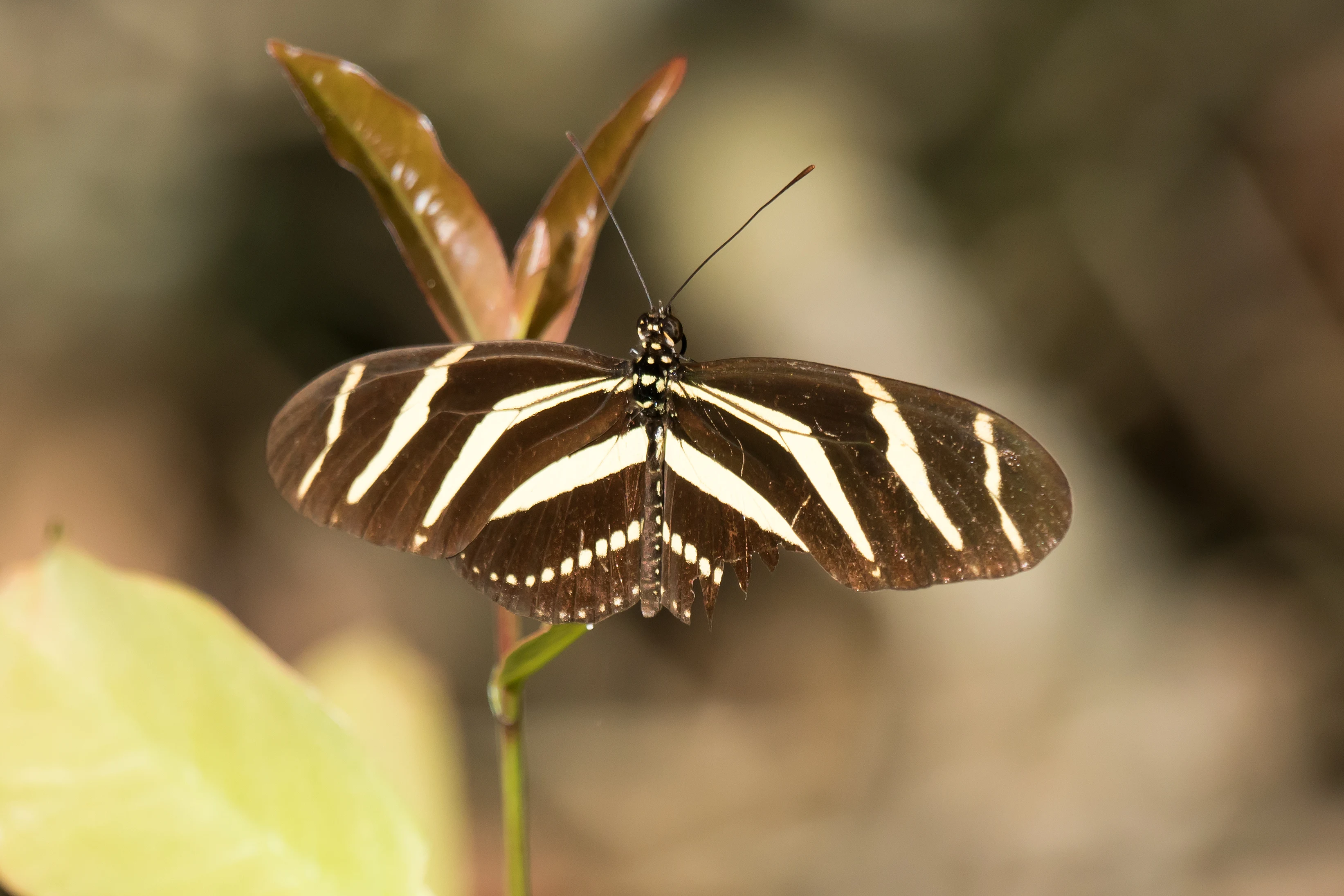 Zebra Longwing, Tecuitata, Nayarit, Mexico — photo by Jim Bennett