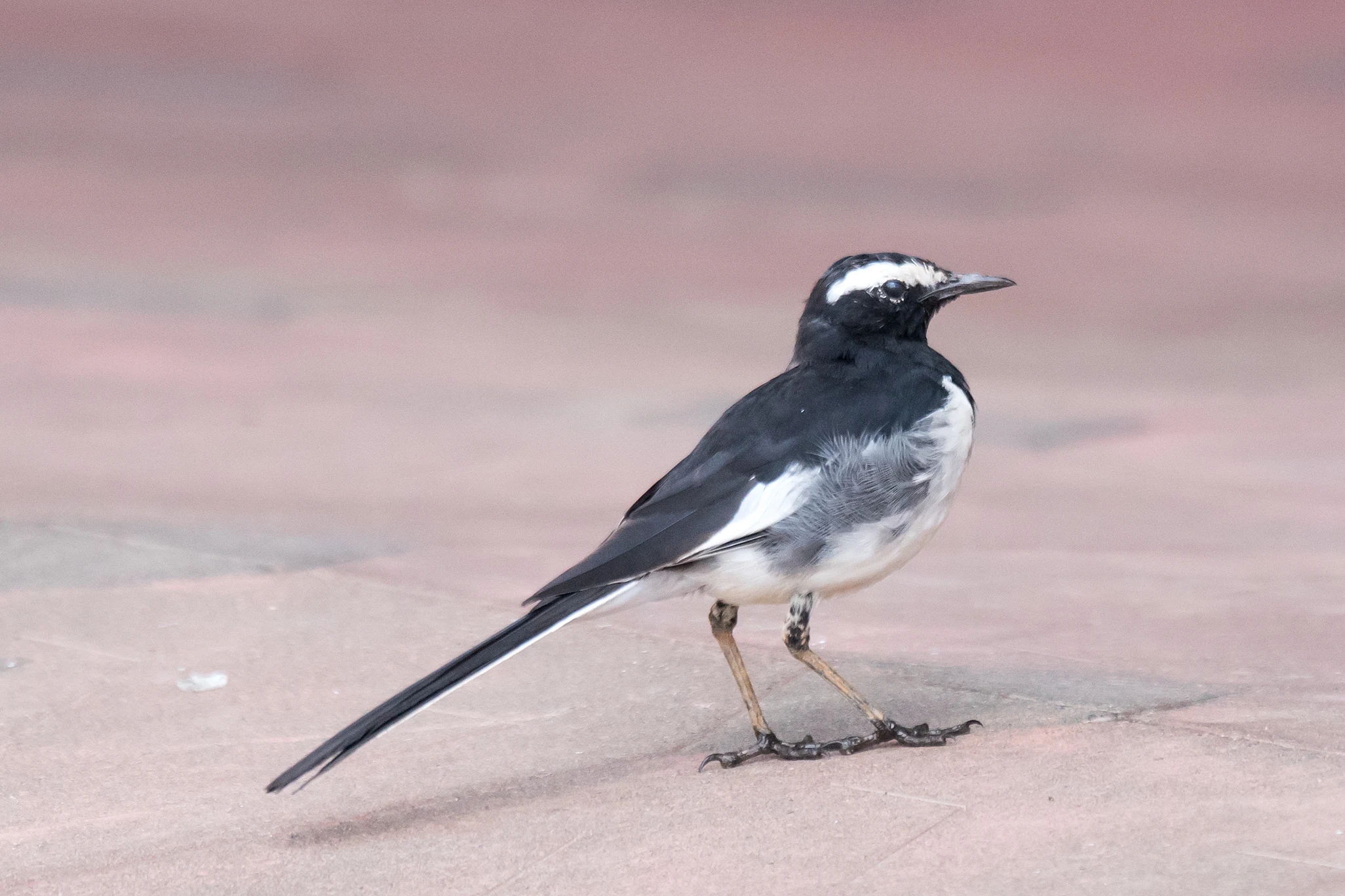 White-browed Wagtail, Srishti Foundation, Kerala, India — photo by Jim Bennett