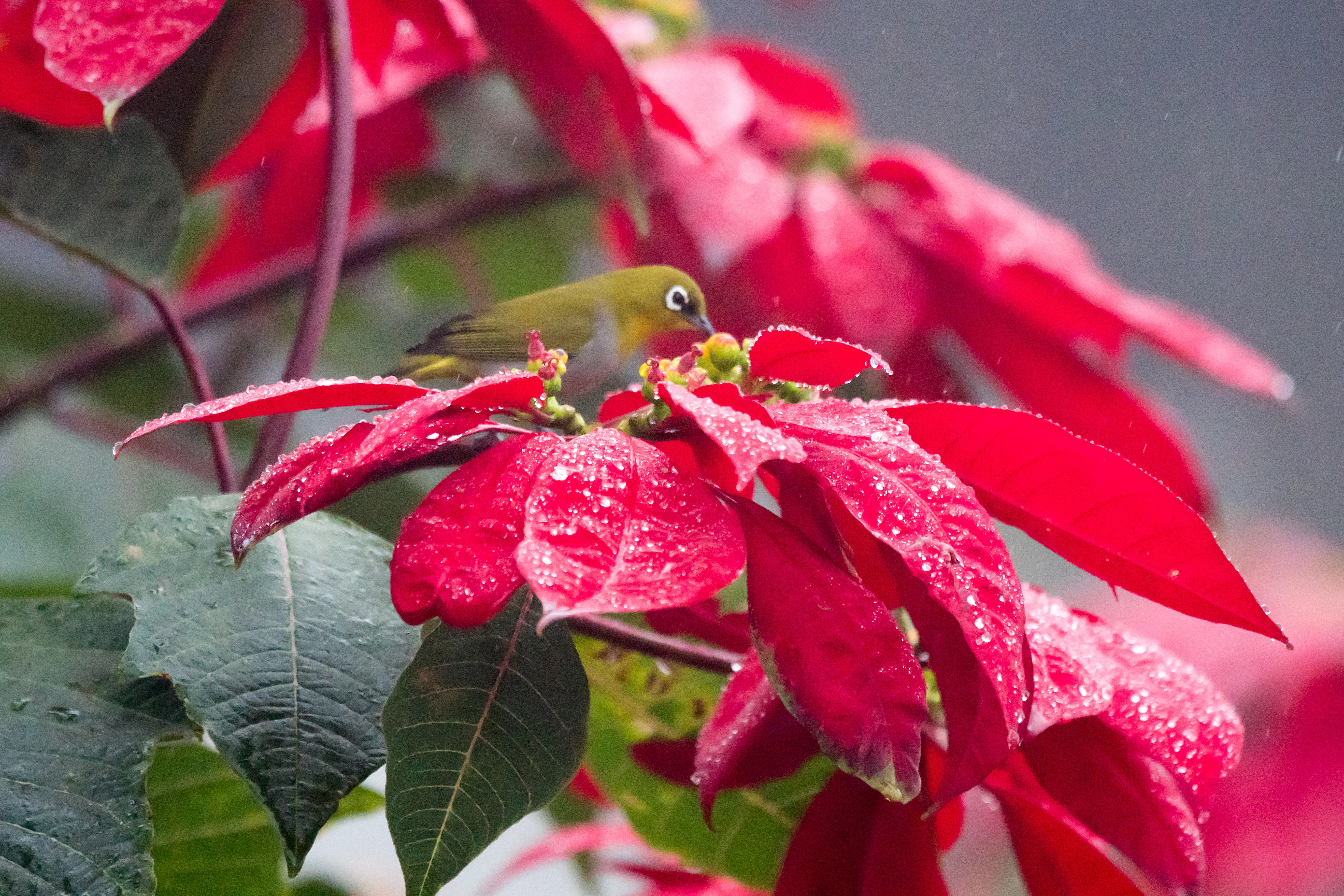 Indian White-eye, Talayar Tea Plantation, Kerala, India — photo by Jim Bennett
