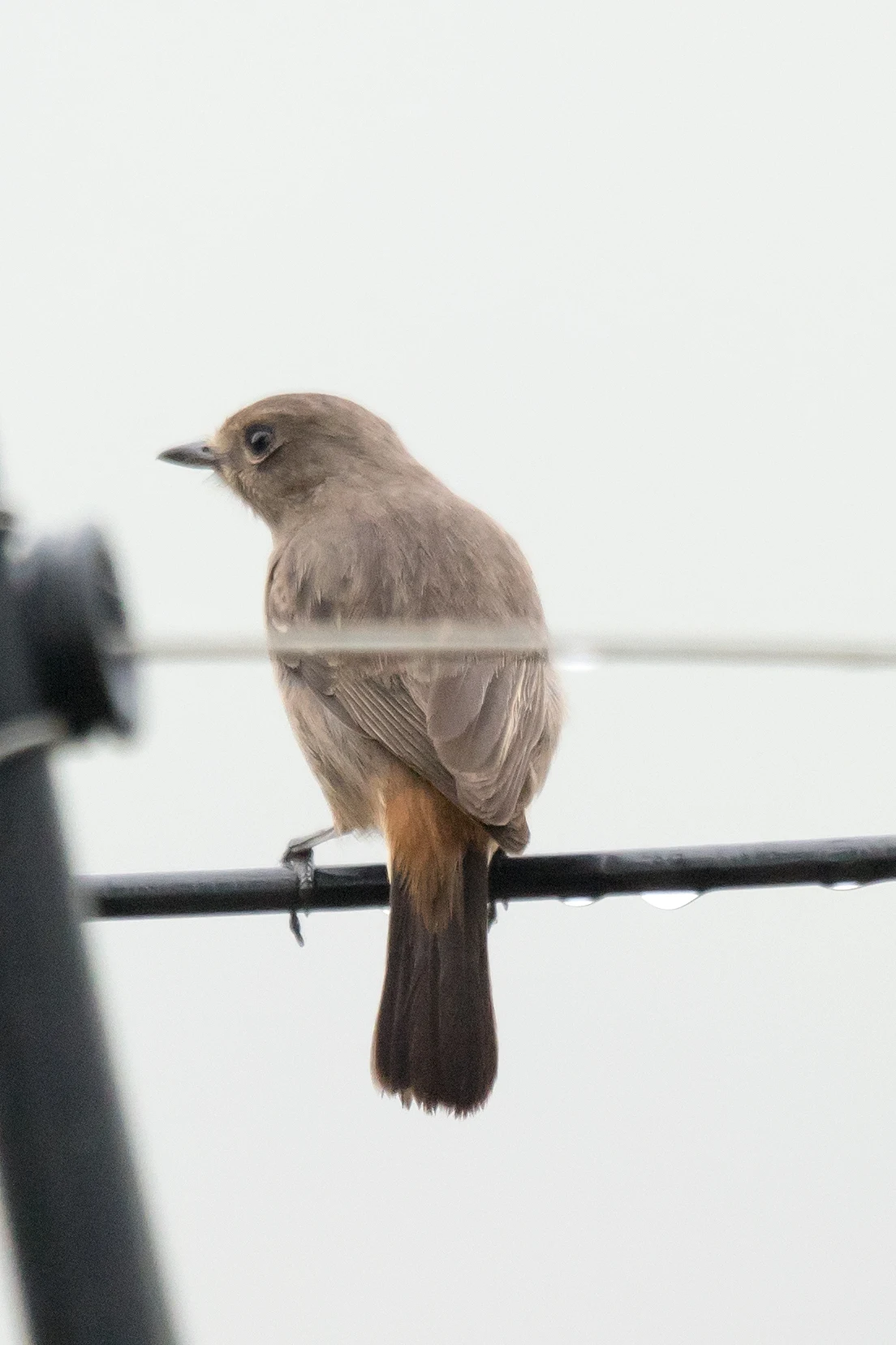 female Pied Bush Chat, Talayar Tea Plantation, Kerala, India — photo by Jim Bennett