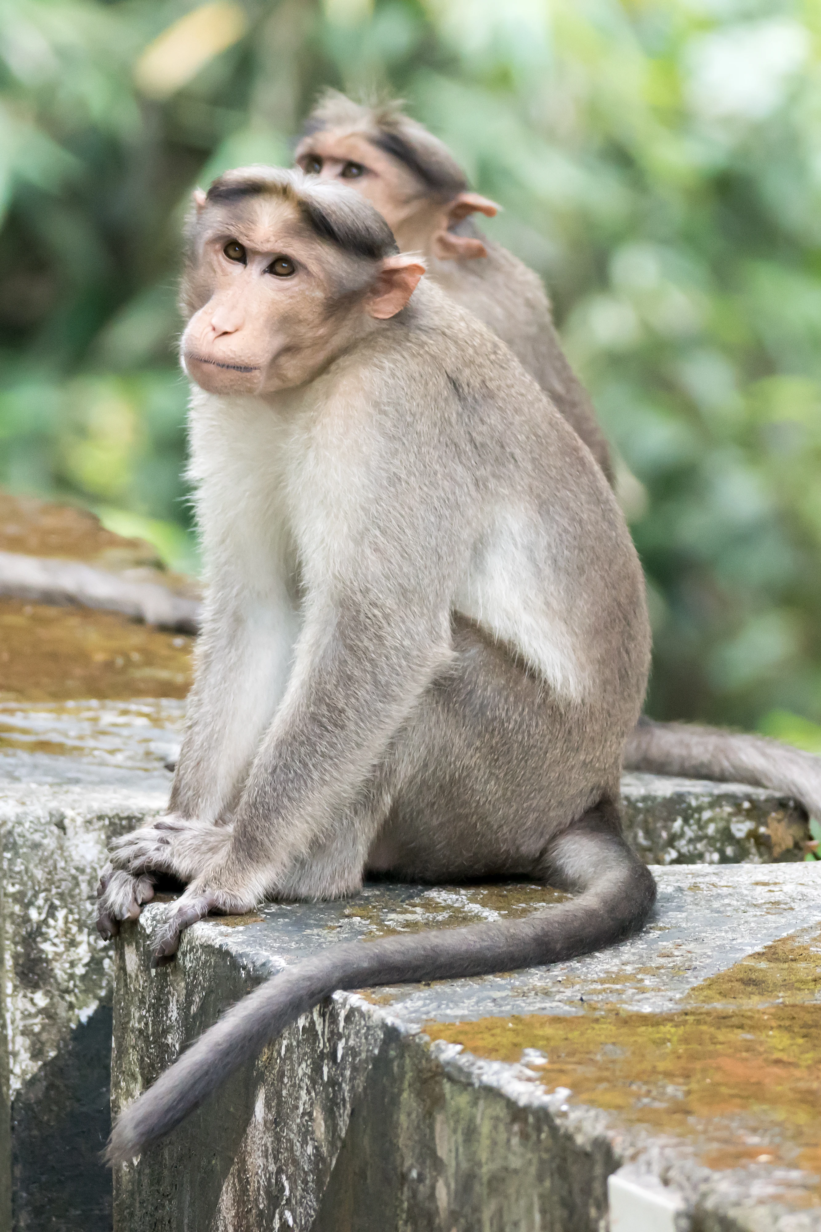 Rhesus Macaque, Kerala, India — photo by Jim Bennett