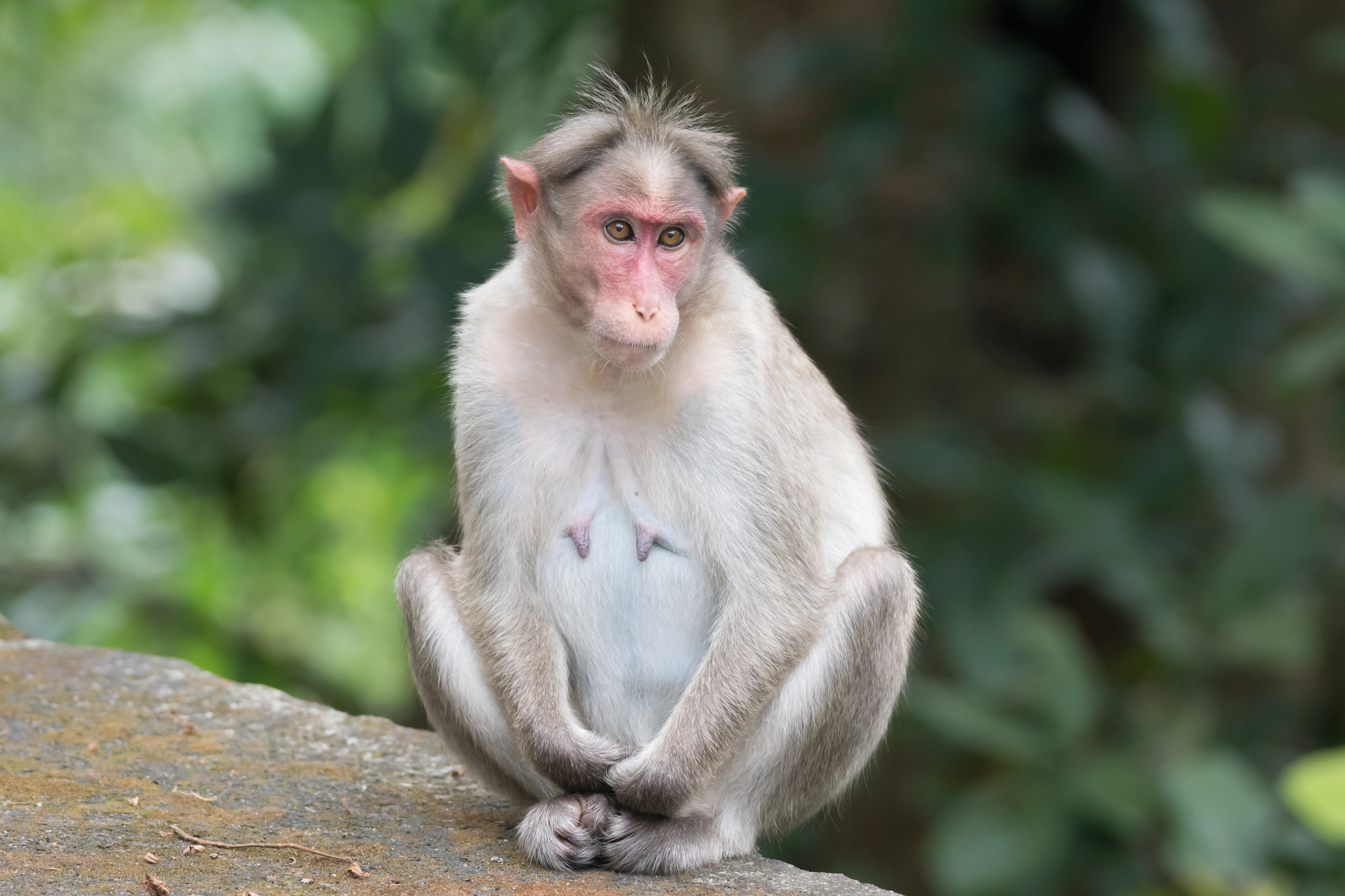 Rhesus Macaque, Kerala, India — photo by Jim Bennett