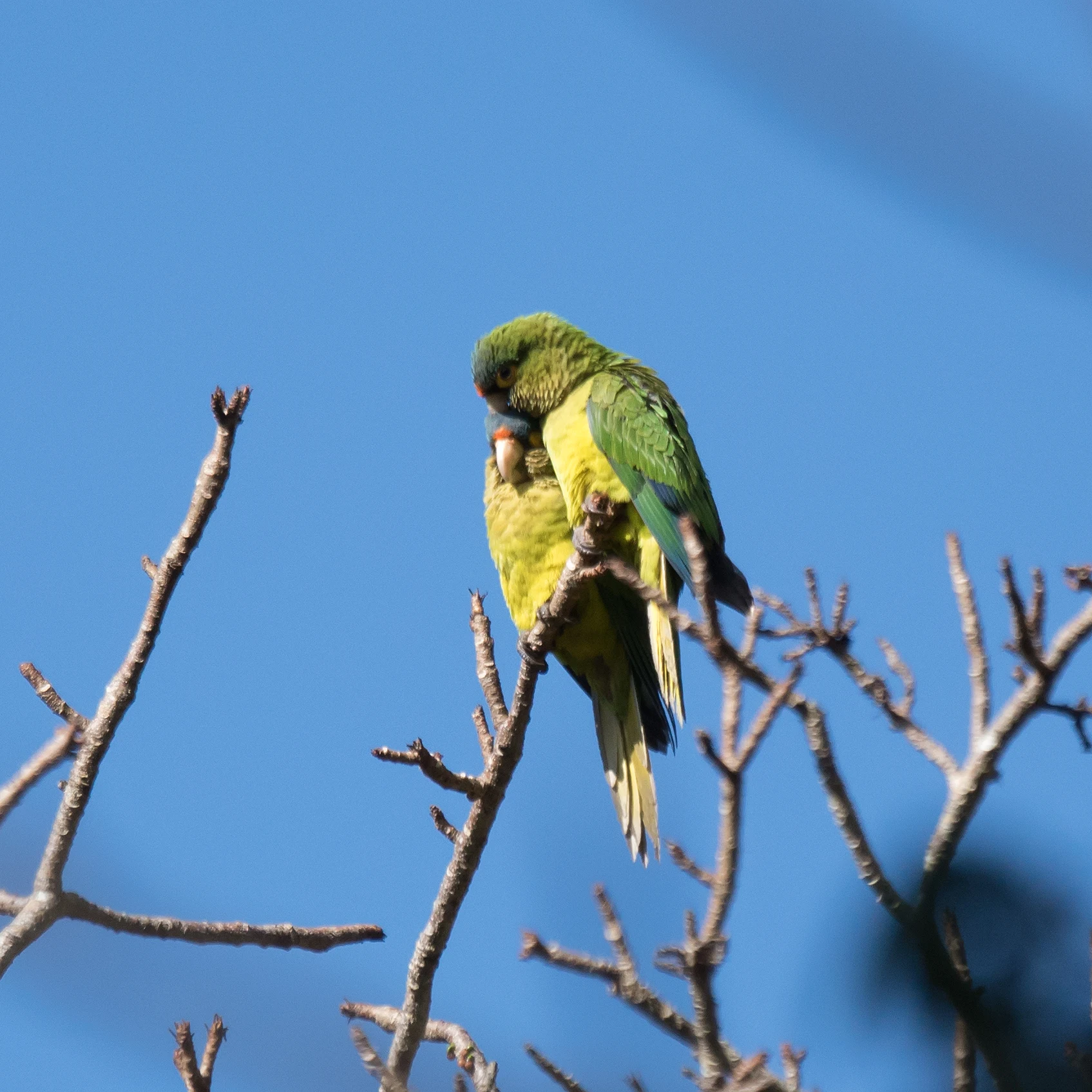 Orange-fronted Parakeet, Tecuitata, Nayarit, Mexico — photo by Jim Bennett