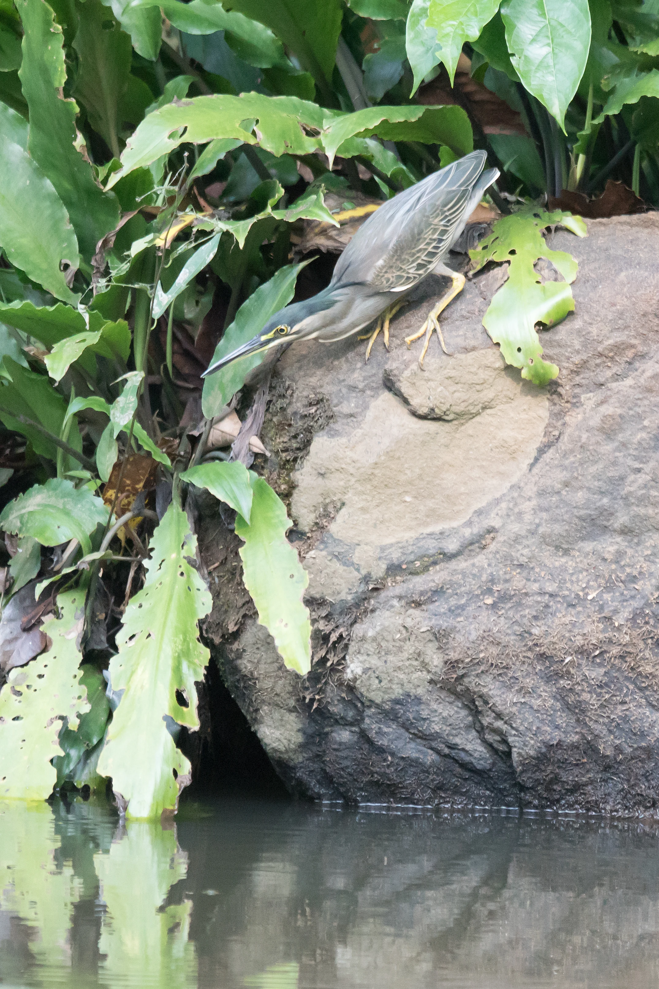 Striated Heron, Dewalokam Retreat, Kerala, India — photo by Jim Bennett
